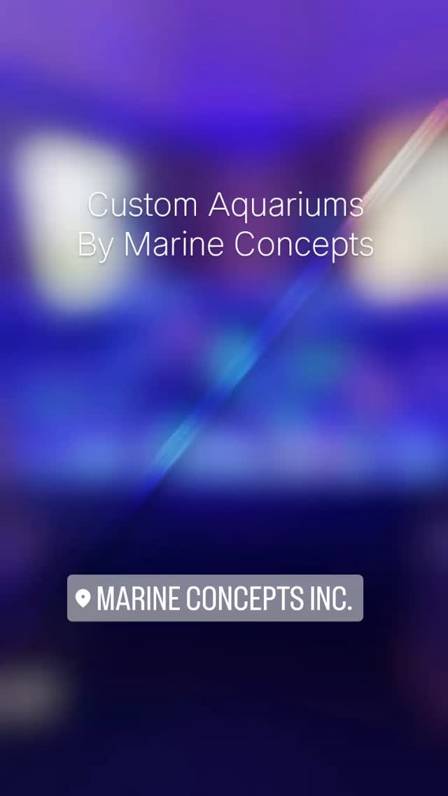 Custom Aquariums By Marine Concepts
Contact us today for a quote!
Chicagofishguy.com
#allmymoneygoestocoral #customaquarium #localfishstore #fishtank #chicago