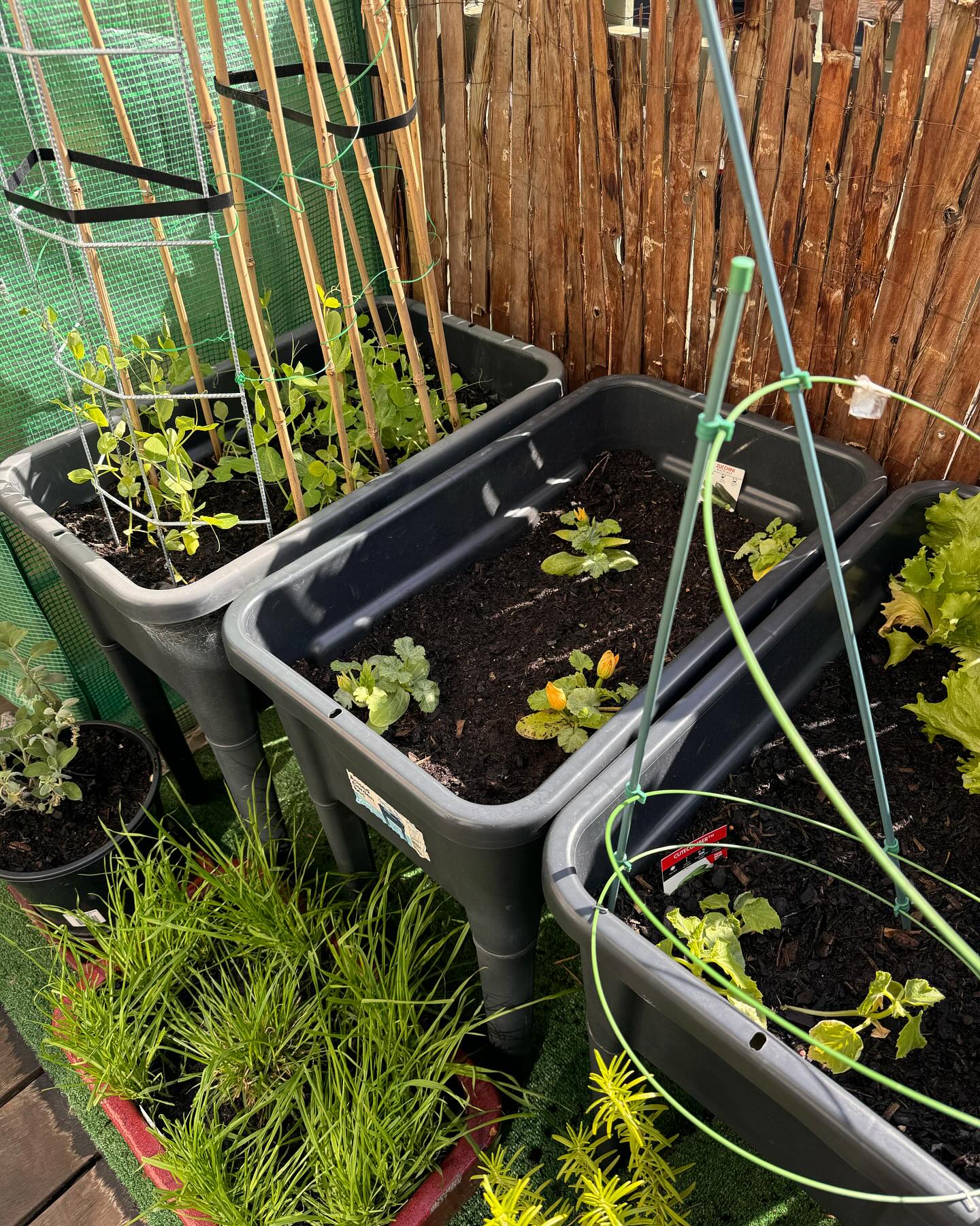 You can’t beat home grown vegetables all grown by a 12 year old.. im very impressed William! 🍅🫛🍓🌶️ @will.i.am.stinztyle