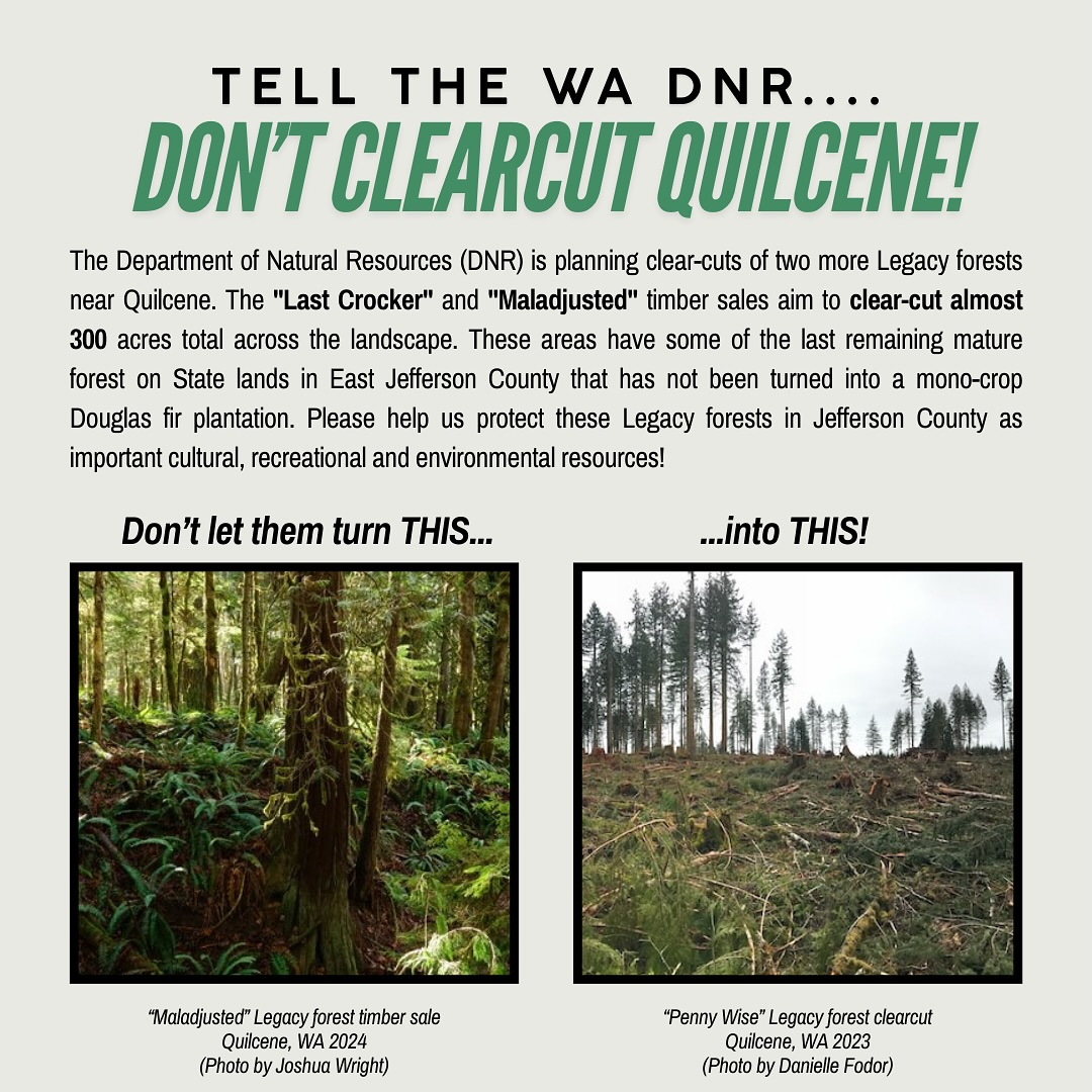 @washdnr is planning clear-cuts of two more Legacy forests in East Jefferson County, near the town of Quilcene.
The “Last Crocker” timber sale plans to clear-cut 165 acres near Crocker and Tarboo Lakes, the majority of which is Legacy forest. This sale was originally proposed in 2023, but was withdrawn by DNR earlier this year after a local judge issued a preliminary injunction against it.
The “Maladjusted” timber sale plans to clear-cut 130 acres total across the landscape. This stand originated in 1941 according to DNR’s data, but contains trees of all ages, including a few scattered residual old-growth trees.
Please help us protect these two Legacy forests in Jefferson County as important cultural, recreational and environmental resources. Link in our bio to take action!