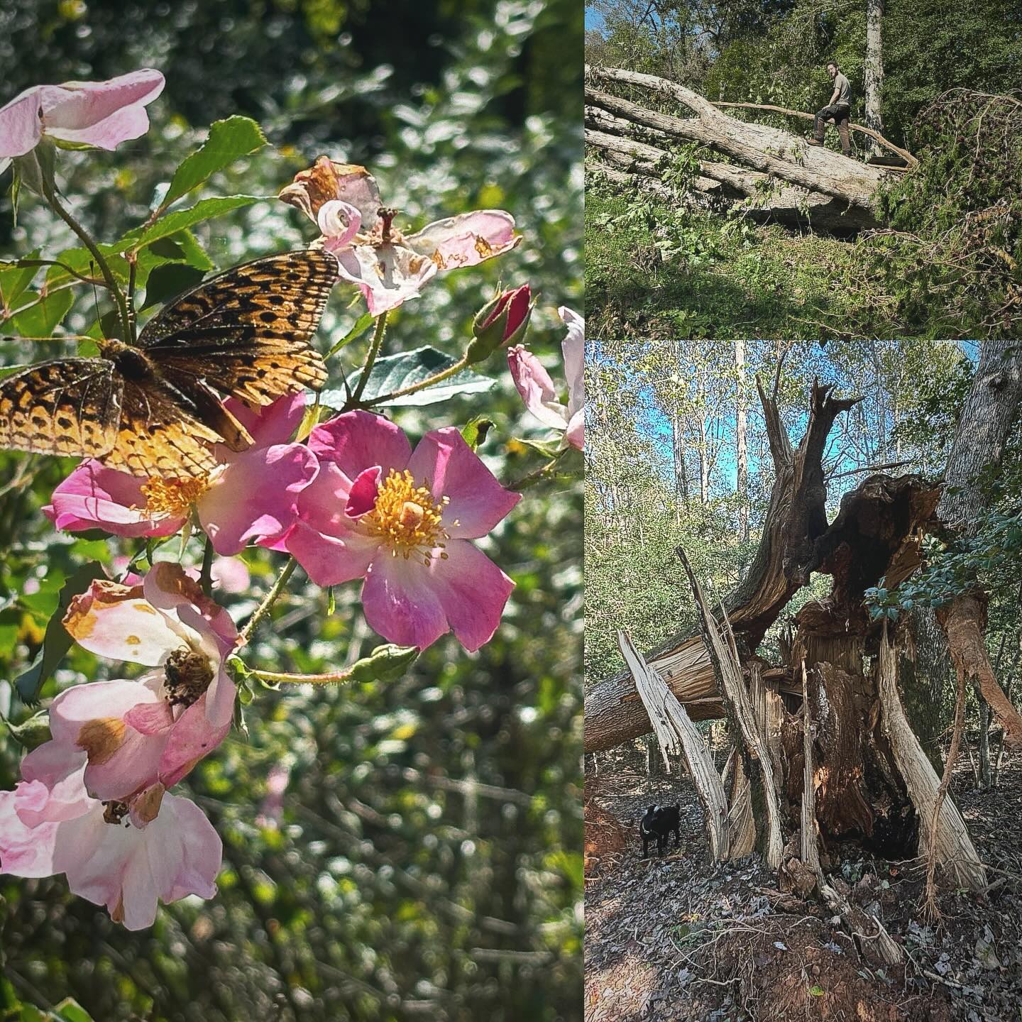 The delicate survived and the mighty have fallen. Both extremes are hard to comprehend. That and the brilliant sunshine and blue skies that have been out every day since the storm. You can see a human and a goat next to the downed oak trees for scale. Magnificent trees, some pushed right over and others basically exploded. But the wild rose petals? Still holding up the butterflies.
#afterthestorm #neverlessshepersisted #helene #appalachia #wncmountains #wildrose #fallenoak