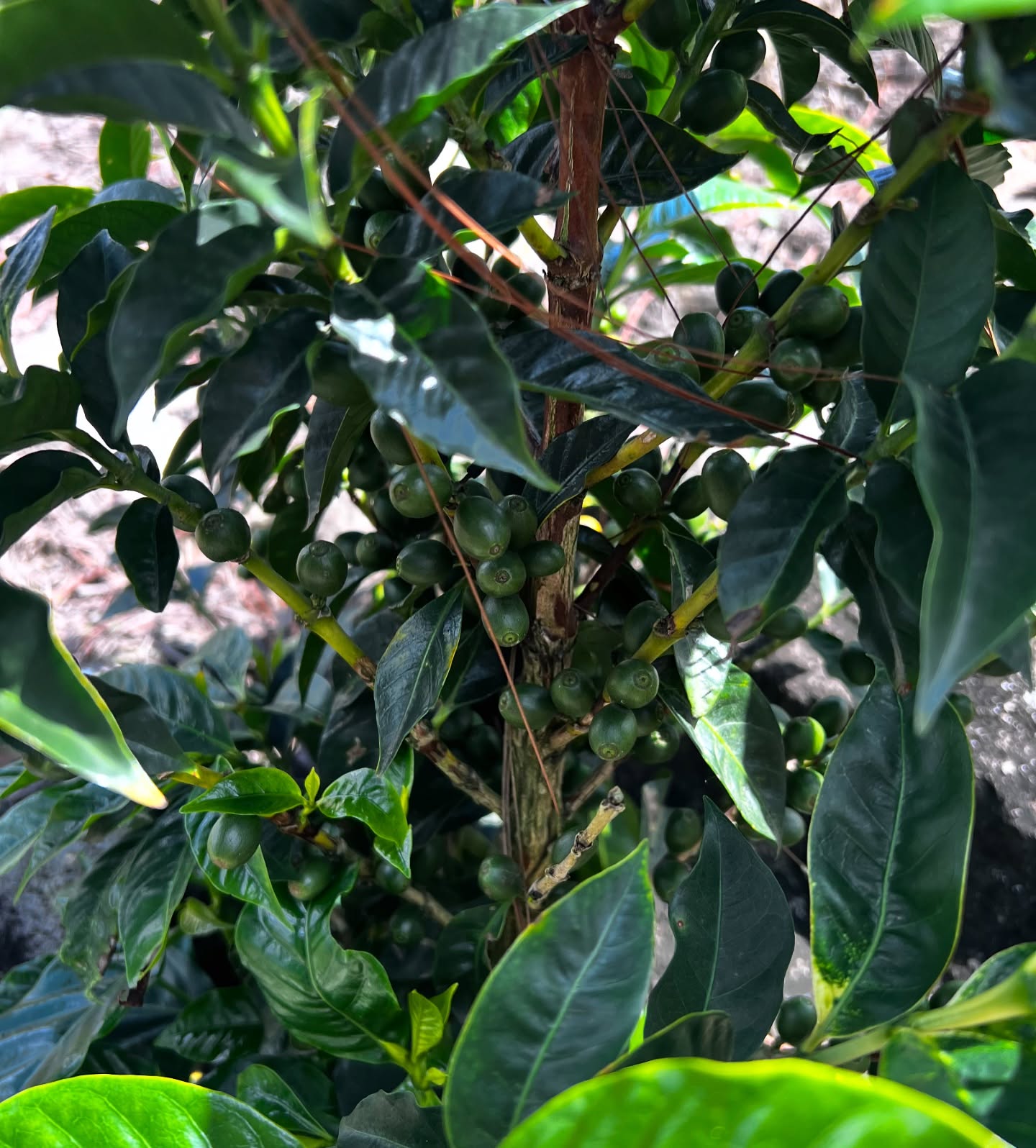 Ready for some Bourbon Pointu aka laurina? 😍the first nanolot will be available on the #cosecha2025
the Bourbon Pointu (Laurina) bean is one of the oldest Arabica varietals. It was discovered in 1771 on Reunion Island, formerly called the Bourbon Island. As a drink it was greatly appreciated in the court of Louis XV. It is also very low on caffeine