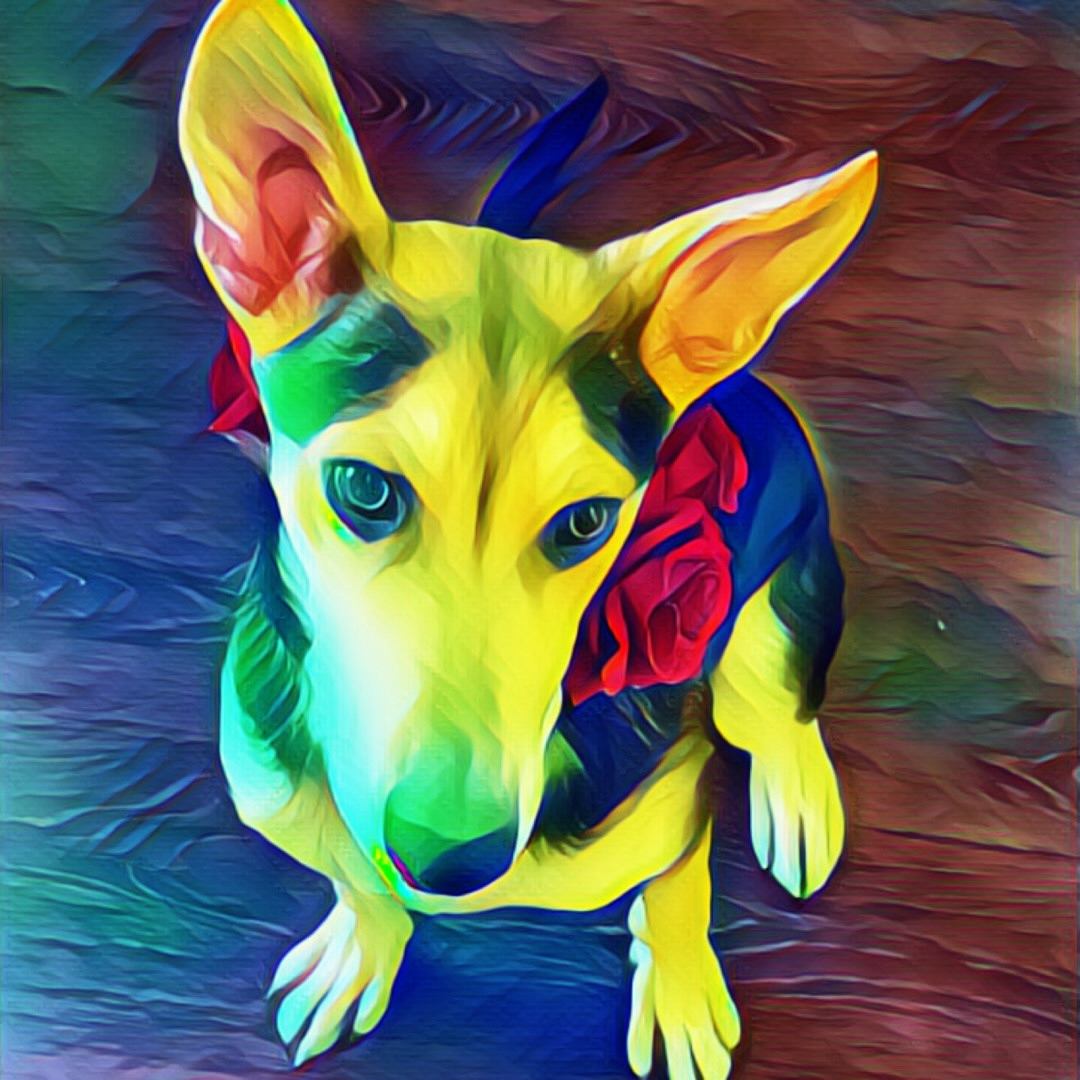 Happy Fall! It’s such a beautiful time in THE PNW Come out to The Design Studio and meet the cutest new designer Tulalip!
Dingo Frida Kahalo… our first attempt at Halloween costumes for this girl…..this was to be a rose crown in the likeness of one of my favorite artists and inspirational women. So I decided to be creative with it in her honor since Tula wasn’t cooperating 😂#dingo #dingosofinstagram #carolinadog#rarebreed #artoftheday #fridakahlo #fridayharborwashington #halloween