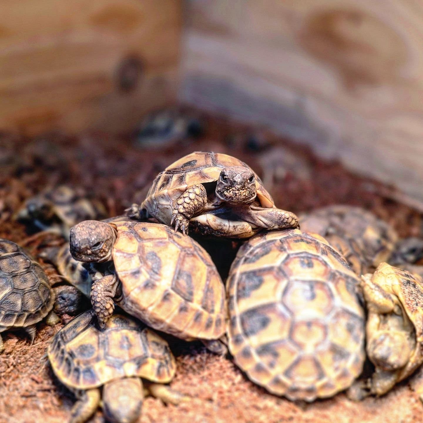 King of the castle
A few of our hermanni hermanni and hermanni boettgeri hatchlings
#midlandtortoise #tortoise #Tortoise #tortoisekeeper #tortoiseofig #tortoiseofinstagram #tortstgram #tortoiselife #reptilesofinsta #reptilesofig #repstagram #pets #reptile #schildkröte #pet
#cute #hermanni #hermannihermanni #hermantortoise
#hermanniboettgeri #captivebred #captivebredreptiles #petstagram #ukpets
