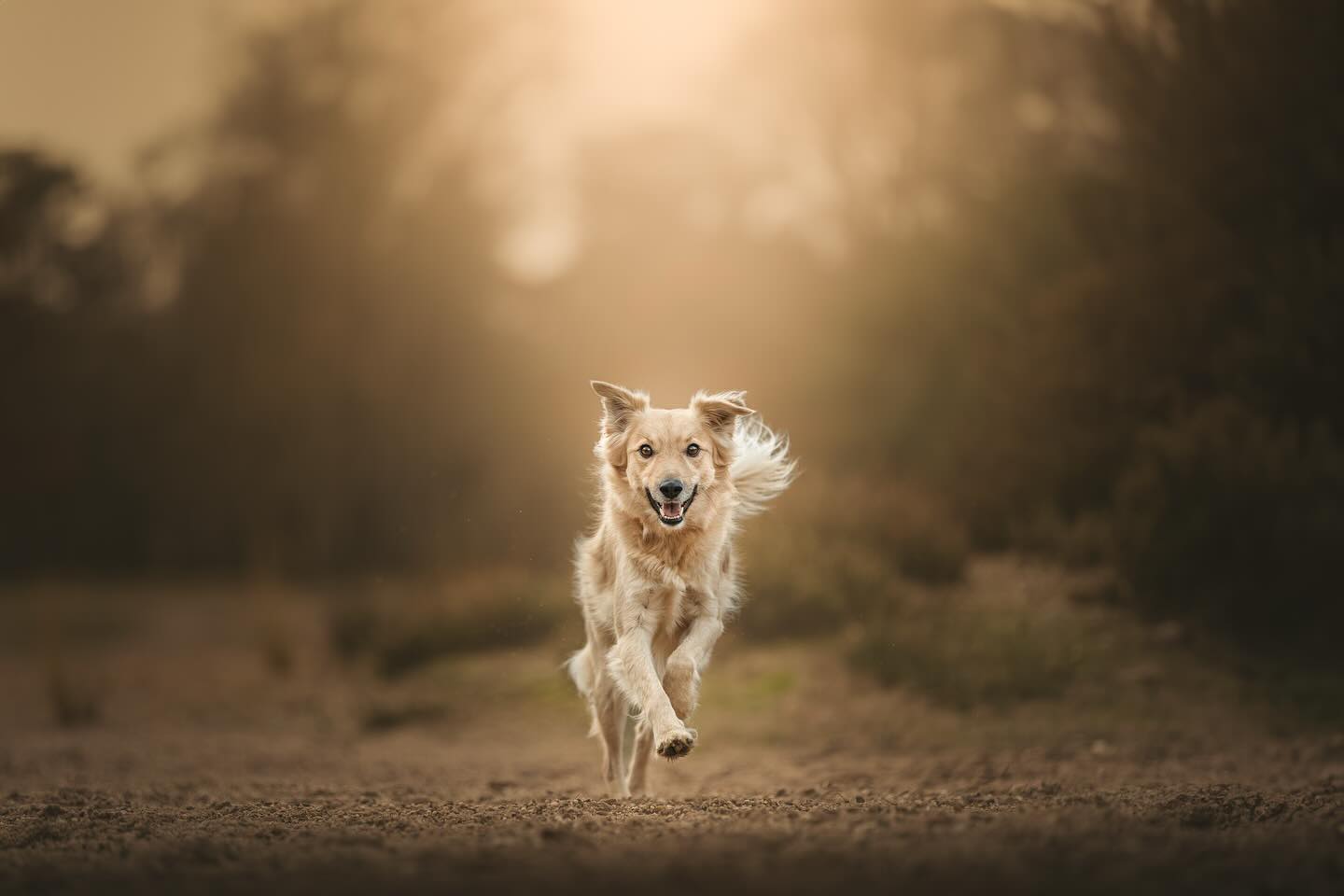 In de maanden oktober en november is het misschien wel de mooiste tijd om te shooten, de warme kleuren passen zo goed bij elke hond.🍁
Er zijn nu nog een aantal plekjes vrij, boek dus snel jouw shoot via de website of dm🍂