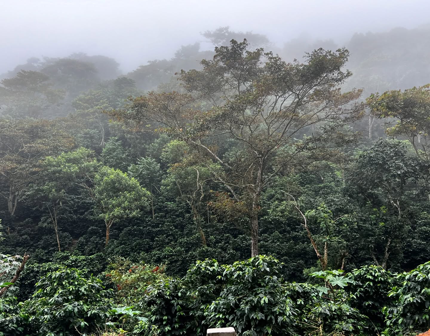 Loving the weather at the farm!
Coffee beans are yet filling up! And after that, they will start getting ripe slowly due the low temperatures. This slow process allows us to have high sugar content and adds complexity to our profiles
#cosecha25 is coming!