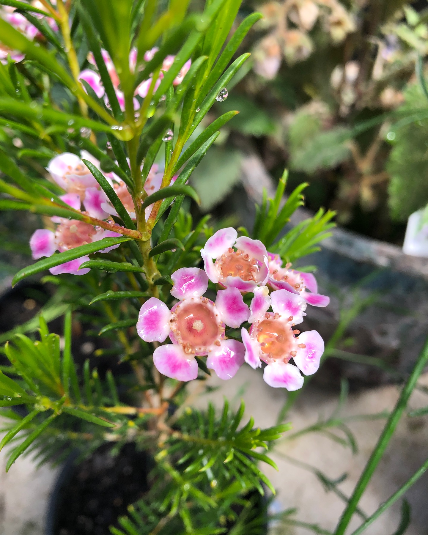We’re tickled pink right now! 🩷
If pink is your favourite colour you’ll be pleasantly overwhelmed by the choices in store. 🌷
We have pretty in pink options for indoor and outdoor ranging from subtle to vibrant. 🌺
Team your pink plant with a pink pot for the total pink experience 🌸💖 #pinkplants #pinkflowers #pink #geranium #crowea #jasmine #petunia #fuchsia #pinkpots #pinkplants #pinkplanters