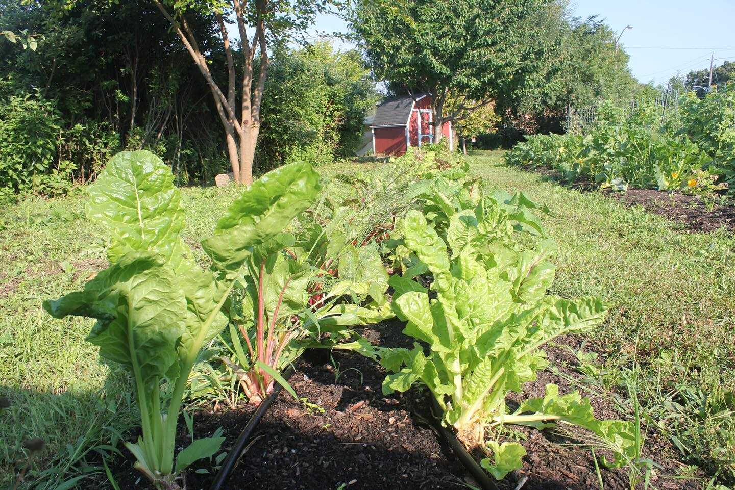 Experience nature at its best with our Grow-to-Learn Outdoor School Gardens. 🌳🌻 Learn about environmental issues and the beauty of organic food. Book a tour with us today! #PACTGrowToLearn #OrganicGardening