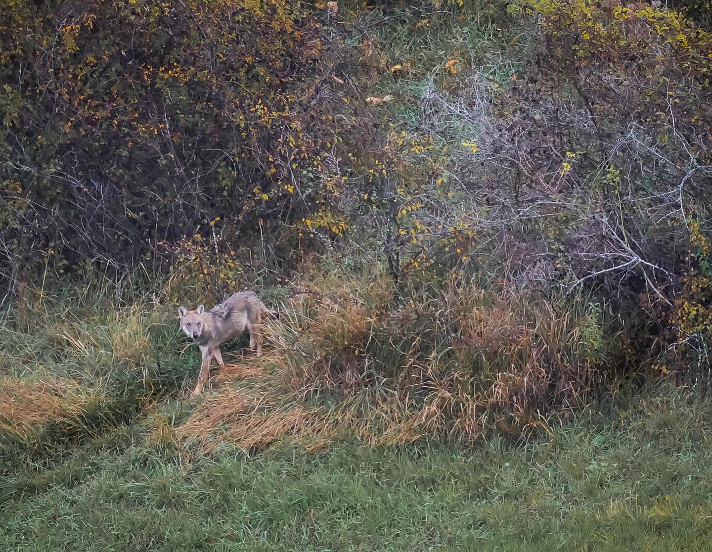 A few wolves from our latest Abruzzo Adventure photo & wildlife tour šŗ These pups gave us a great show on our final morning, chasing each other through the autumnal meadows.
Abruzzo Adventure 2024 with @mattiacialoni and @gianlucadamiani_photographer . Join us in 2025.
.
.
.
#wolf #apenninewolf #lupo #abruzzo #visitabruzzo #paesaggidabruzzo #igers_abruzzo #wildlifeplanet #explore_wildlife #bella_shots #wwfitalia #wolfportrait #bbcearth #animalelite #nature_lovers #abruzzoadventure