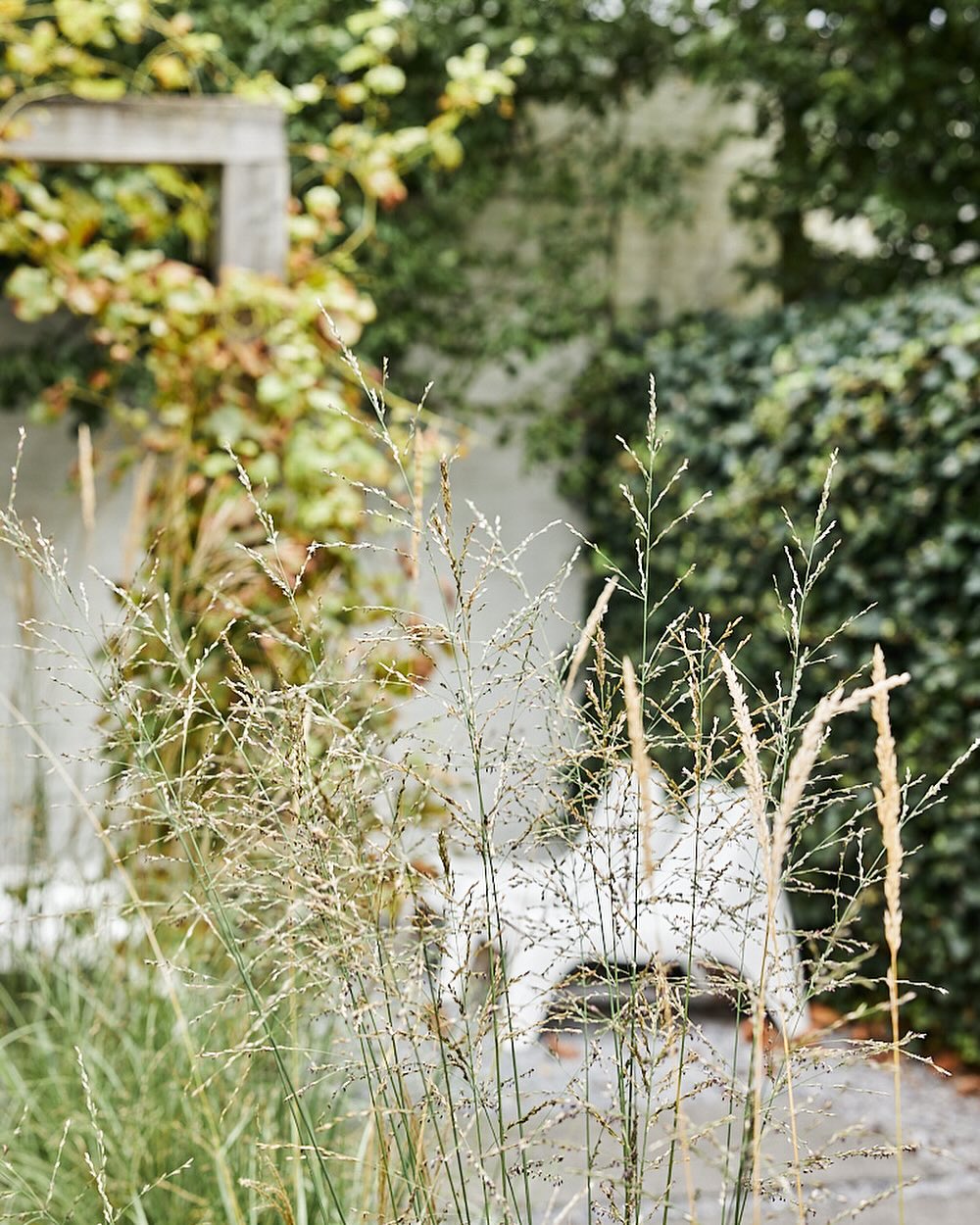 Het najaar komt eraan…
En wat veel mensen niet weten is: Dat dit het moment is om juist nu planten in de grond te zetten.
De grond is nog vrij warm en planten hebben de tijd om al voor de winter aan te slaan + direct in het voorjaar resultaat.
Ik zeg win-win!