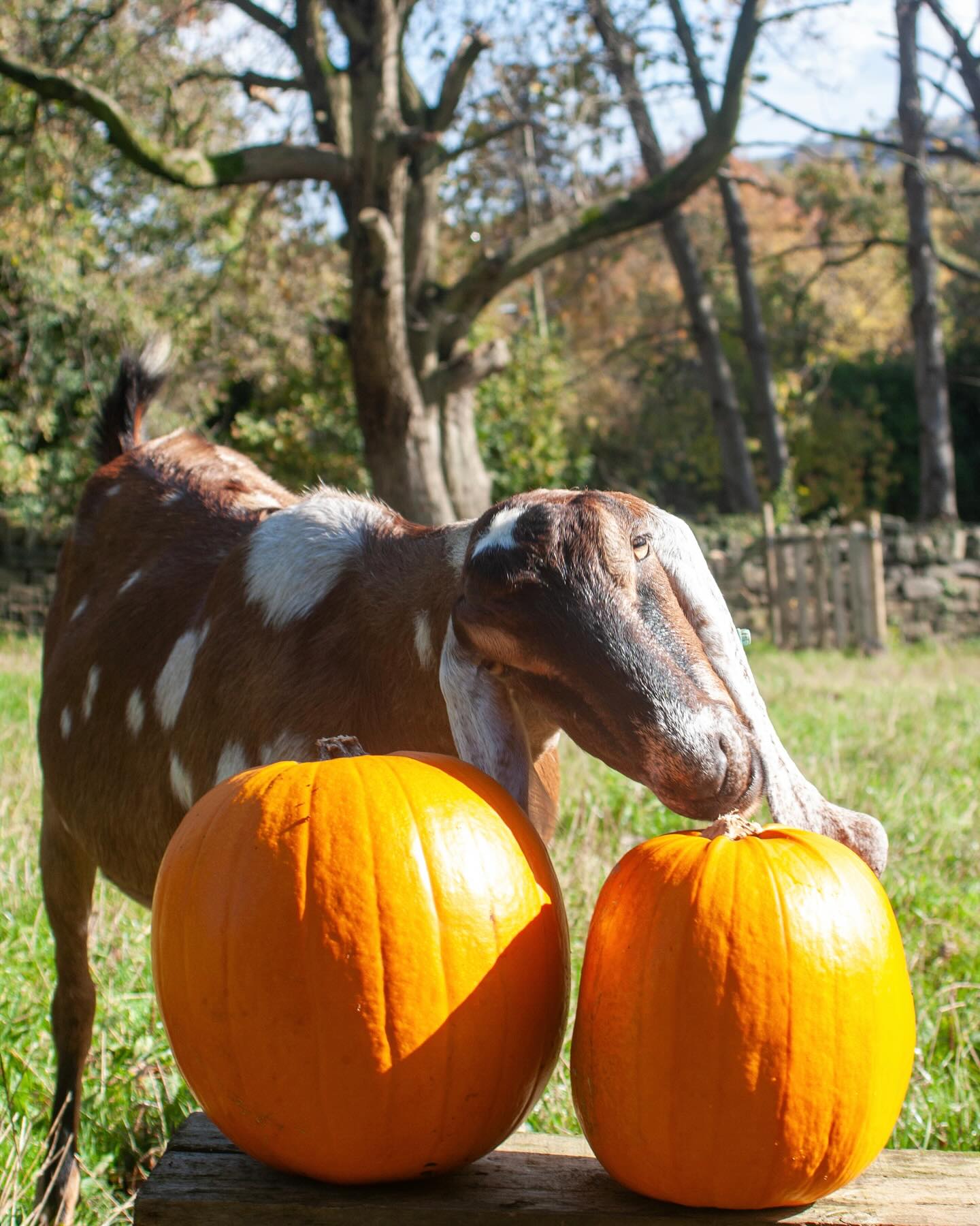 SWEET AS PUMPKIN PIE! 🎃
Have you carved your pumpkin yet?
.
.
#marshvalleysoap #goatsmilksoap #anglonubian #pumpkinseason #yorkshire #madeinsheffield #autumnmood #familyrunbusiness #supportsmallbusiness #smallbusinesssaturday #goatsofinstagram