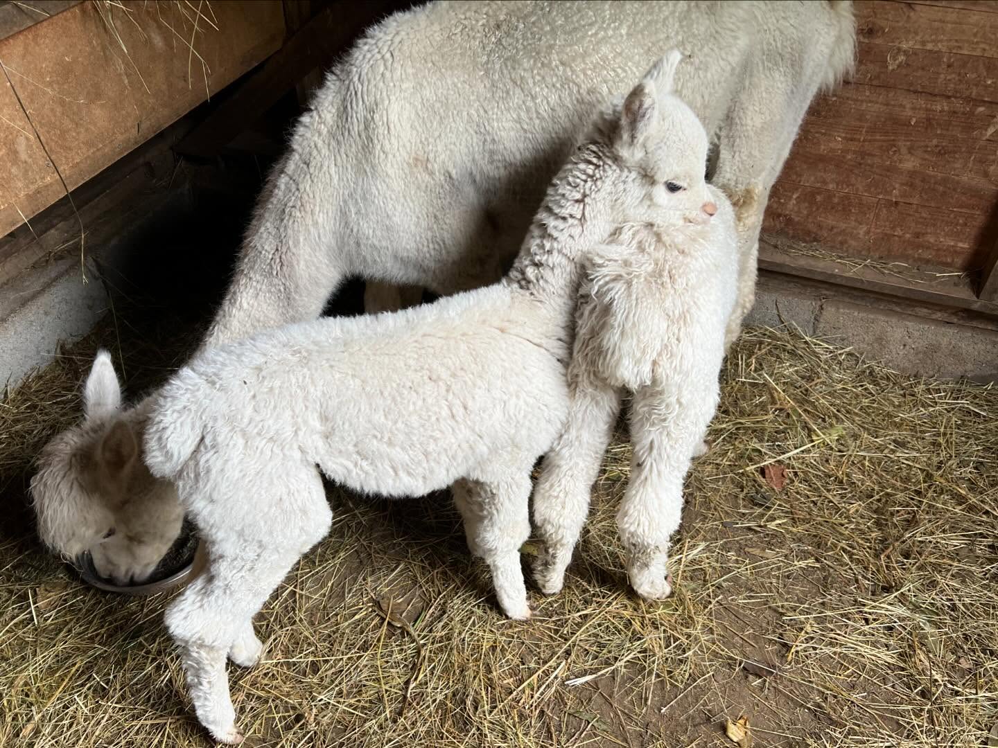 Beaucoup de joies et parfois des mauvais moments avec la perte de notre toute première femelle. 😢 Nous prenons le relais et One Boy, son demi frère, accepte de partager lorsque sa mère Maya est occupée à manger ! Quelques biberons dans la journée et une surveillance accrue de la prise de poids pour s’assurer que Oxygen grandit bien. Pour l’instant, tout va bien 👍