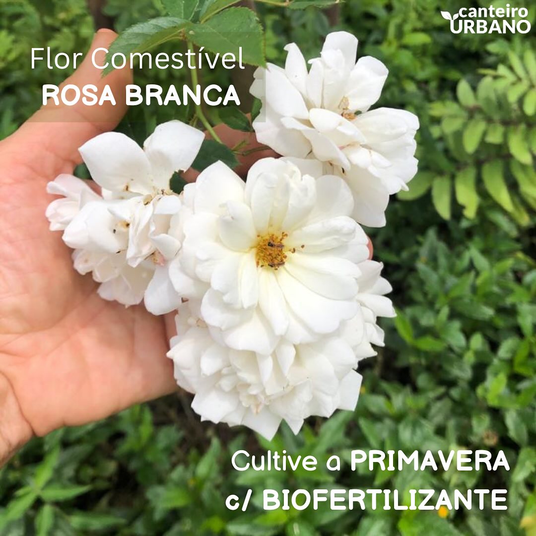 Rosa branca é tão linda, tão perfumada e com tantas propriedades terapêuticas e vibracionais que merece ganhar mais espaços nos quintais e nos paisagismos urbanos. Partilhamos aqui alguns usos que ao longo dos tempos fomos descobrindo e tecendo essa florida amizade com a Rosa Branca. A princípio descobrimos as propriedades medicinais e energéticas e a usávamos em banhos e chás. Depois veio a revelação das flores comestíveis e a rosa branca se inseriu na proposta gourmet com sua beleza, seu perfume sutil e suave sabor adstringente. Logo em seguida vieram as águas de beber floridas e os drinks que além de beleza proporcionam os benefícios energéticos das tinturas medicinais e dos medicamentos florais vibracionais.
Isso já é motivo para você correr e plantar uma rosa branca no seu quintal ou em algum cantinho de terra próximo e assim começar sua amizade com essa linda flor.
Estaremos aqui para te passar preciosas dicas deste simples cultivo.
Terminamos esse texto agradecendo á Rosa Branco pelo carinhoso convívio que ela nos proporciona oferecendo lindas e perfumadas floradas. Rosa Branca, sinta -se muito qierida e parte da família Canteiro Urbano .