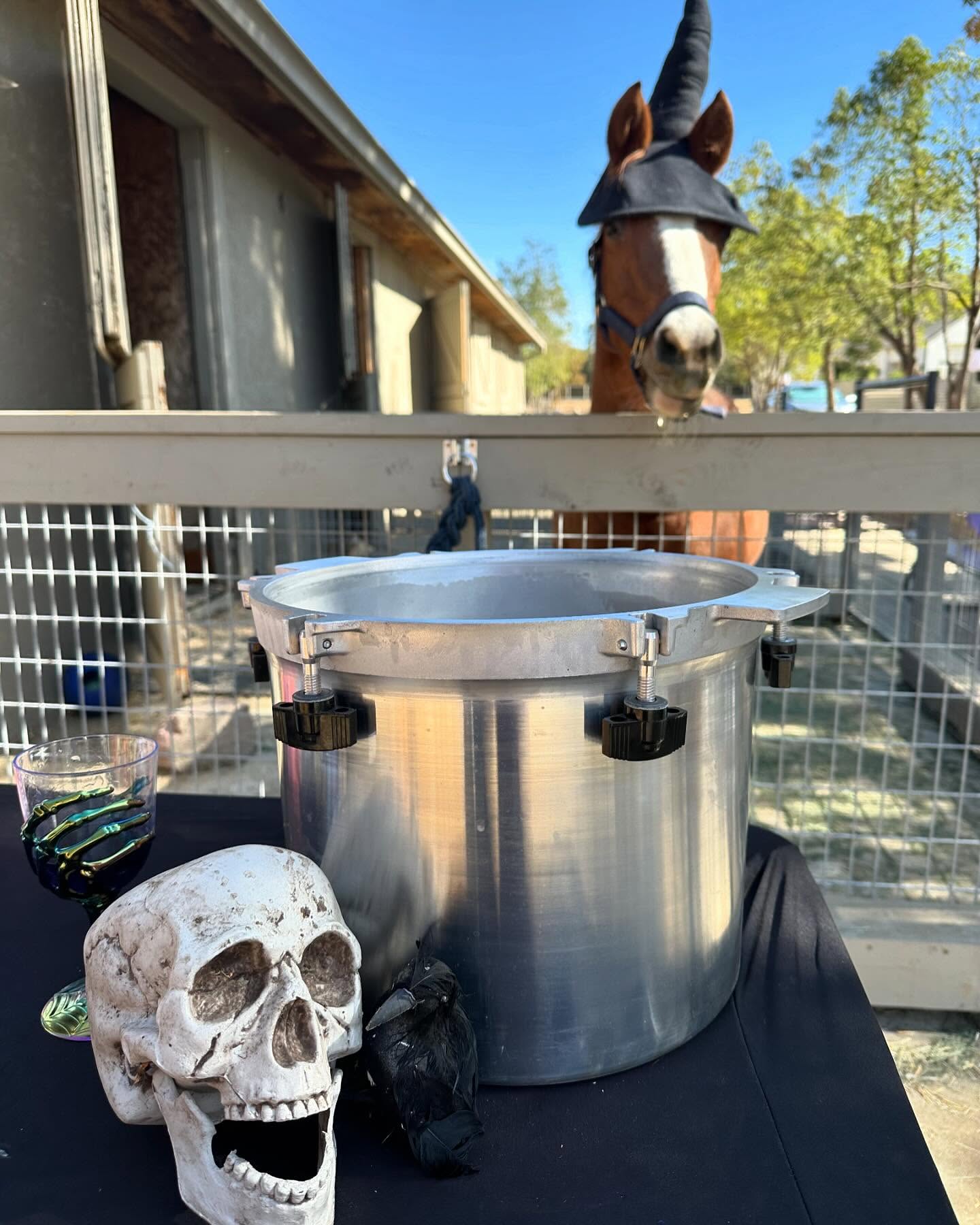 Thank you all so much for attending our very first activities through the weekend! It was an absolute blast having the ability to meet you and introduce you to our animal ambassadors! We hope you had a magical time. ❤️ #potions #ponies #painting #pumpkins #sanctuarylife