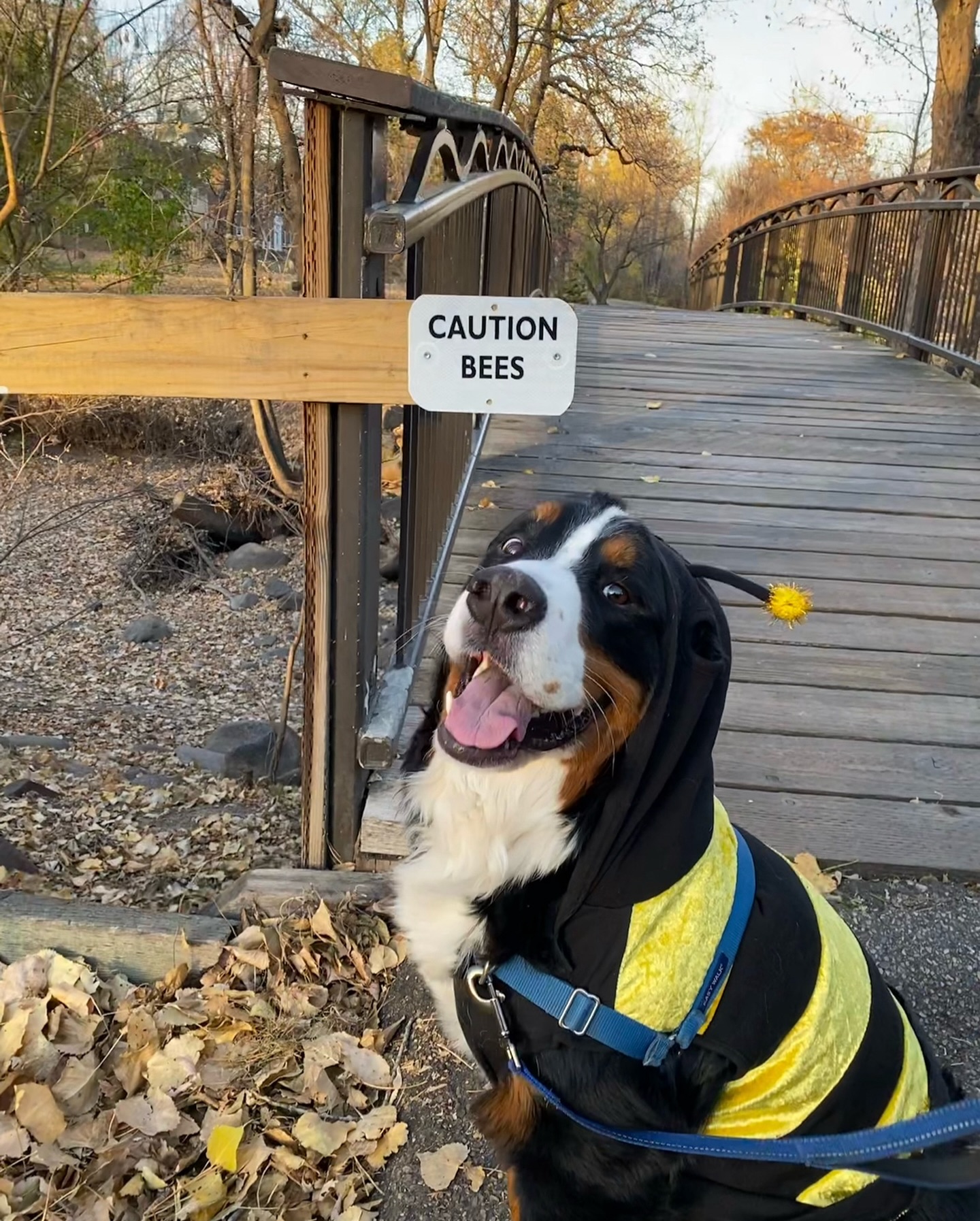⚠️ 🐝 😀
The cutest bee you ever did see!
Do you have your Halloween costume ready? 🎃
#bertoftheday