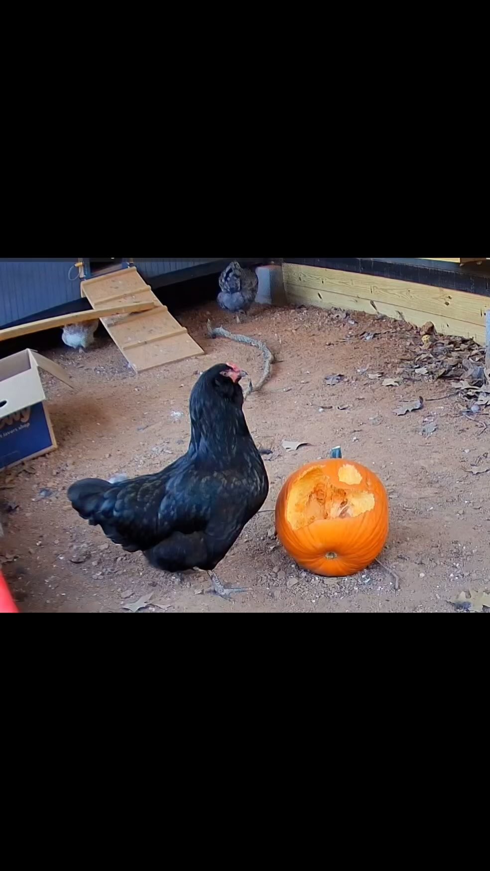 This Fall let’s give ourselves permission to slow down, taste, and really appreciate the flavors that make this time of year special. 🍂 I really hope everyone is enjoying pumpkin season as much as Figaro! 🐓