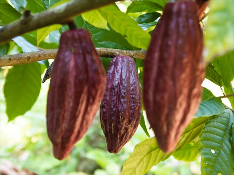 Wir bieten nachhaltige Premium-Schokolade aus fair gehandeltem Kakao, der in Agroforstsystemen angebaut wird. Genieße handgemachte Schokolade, die nicht nur deinem Gaumen schmeckt, sondern auch die Umwelt schützt und Kakaobauern unterstützt. Entdecke bewussten Genuss!
#directtrade
#fairtrade
#trinkschokolade
#kakao
#farmerowned
#mischkultur
#nomonoculture
#schokolade
#schokolademitgutemgewissen