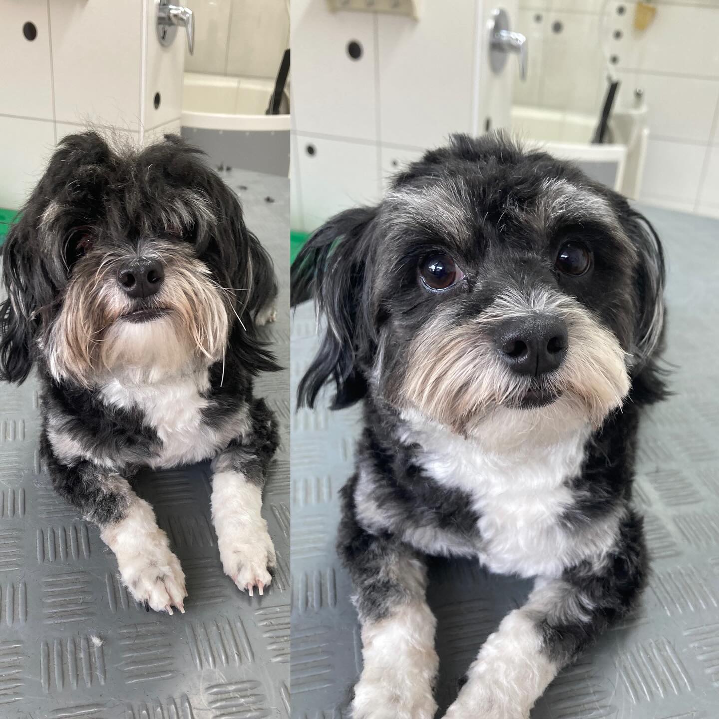 Amaly ist so eine #freundliche #liebe #zuckersüße Maus🥰❤️
#vorhernachher🤩