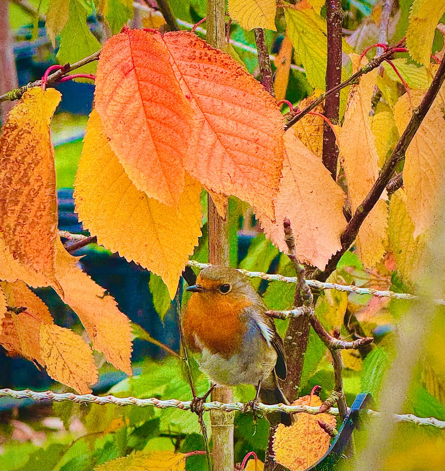 Waiting for worms 🍃 🍂