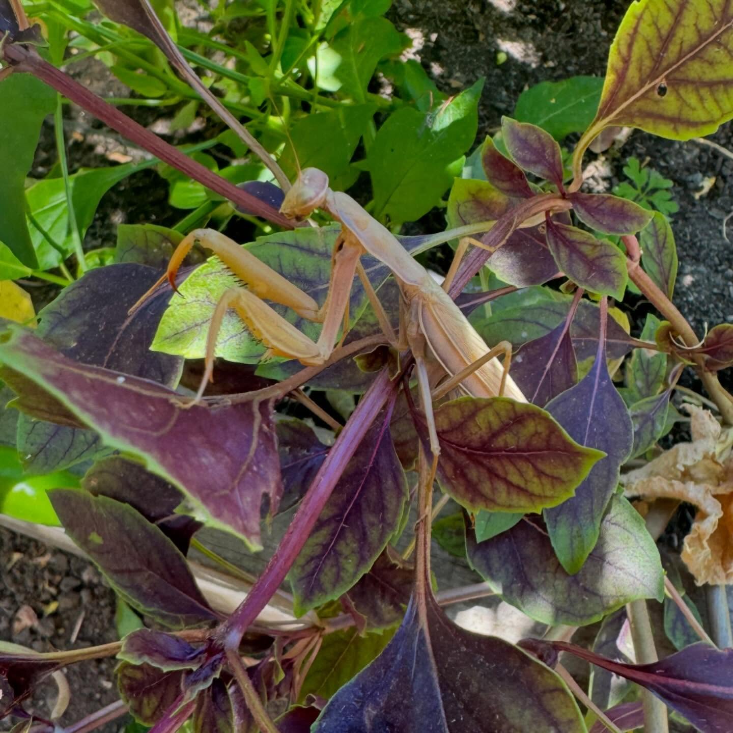 My little garden friend!
I spotted a Praying Mantis while cleaning out my summer garden here at Yard To Table HQ.
I feel like seeing this wonderful creature is a sign of a healthy garden eco-system here in the kitchen garden. This healthy, organic garden eco-system is what we strive for….
#prayingmantis #gardenecosystem #organicgardens #kitchengardens #yardtotablemarin