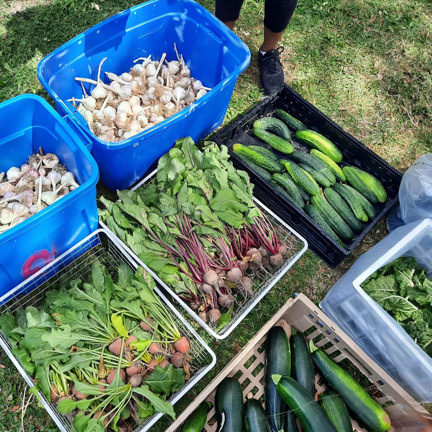 Food security is a right, not a privilege. 🧄🍅 Our Fresh Food Box Program ensures that families in need have access to fresh, healthy produce. Join us in our mission to end hunger. #PACTFreshFoodBox #FoodSecurity