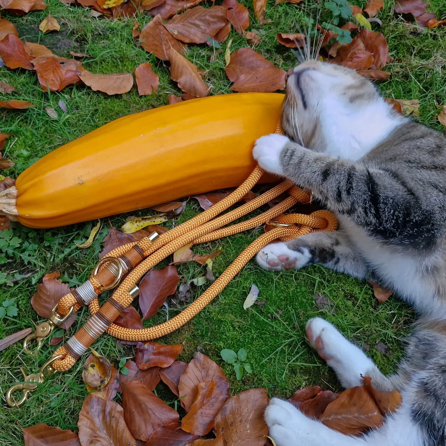 Hinter den Kulissen... 😅🥰
Heute lief mal wieder alles anders als geplant – es hätte ein typischer Montag seien können 🙈
Der Plan: Unsere neue Herbstkollektion im Garten fotografieren. Die Realität: Der Kamera-Akku war leer. Kein Problem, dachte ich – es ist noch hell genug, ich warte einfach, bis der Akku aufgeladen ist. Doch dann: Stromausfall! 🙉
Als der Strom endlich zurück war, war es schon nach 18:00 Uhr, der Akku gerade so aufgeladen und das Tageslicht fast weg. Zudem hatte ich noch große Unterstützung von zwei tierischen Helfern, sodass ich das Fotoshooting dann auf morgen verschiebe 😅 🐶🐱
Morgen könnt ihr euch dann aber hoffentlich auf die ersten Bilder unserer neuen Kollektion freuen 🥰☺️
#herbstkollektion #leinenbilder #leineninherbstfarben #orangenehundeleine #tauleinen #hundeleinen #hundefotografie #hundefreunde #katzenbilder #herbstbilder #tierischeherbstbilder #wunschleinen