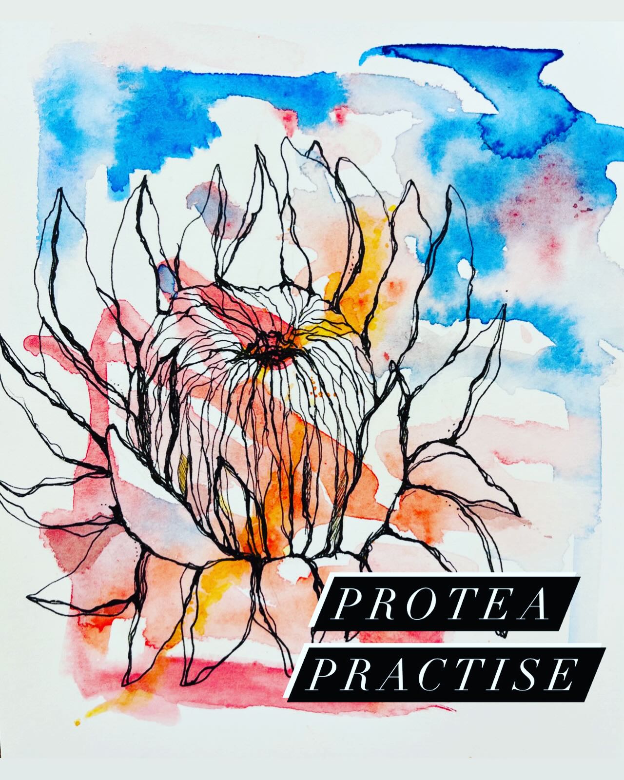 I've drawn so many Proteas now...could draw them in my sleep...but STILL obsessed. ❤️