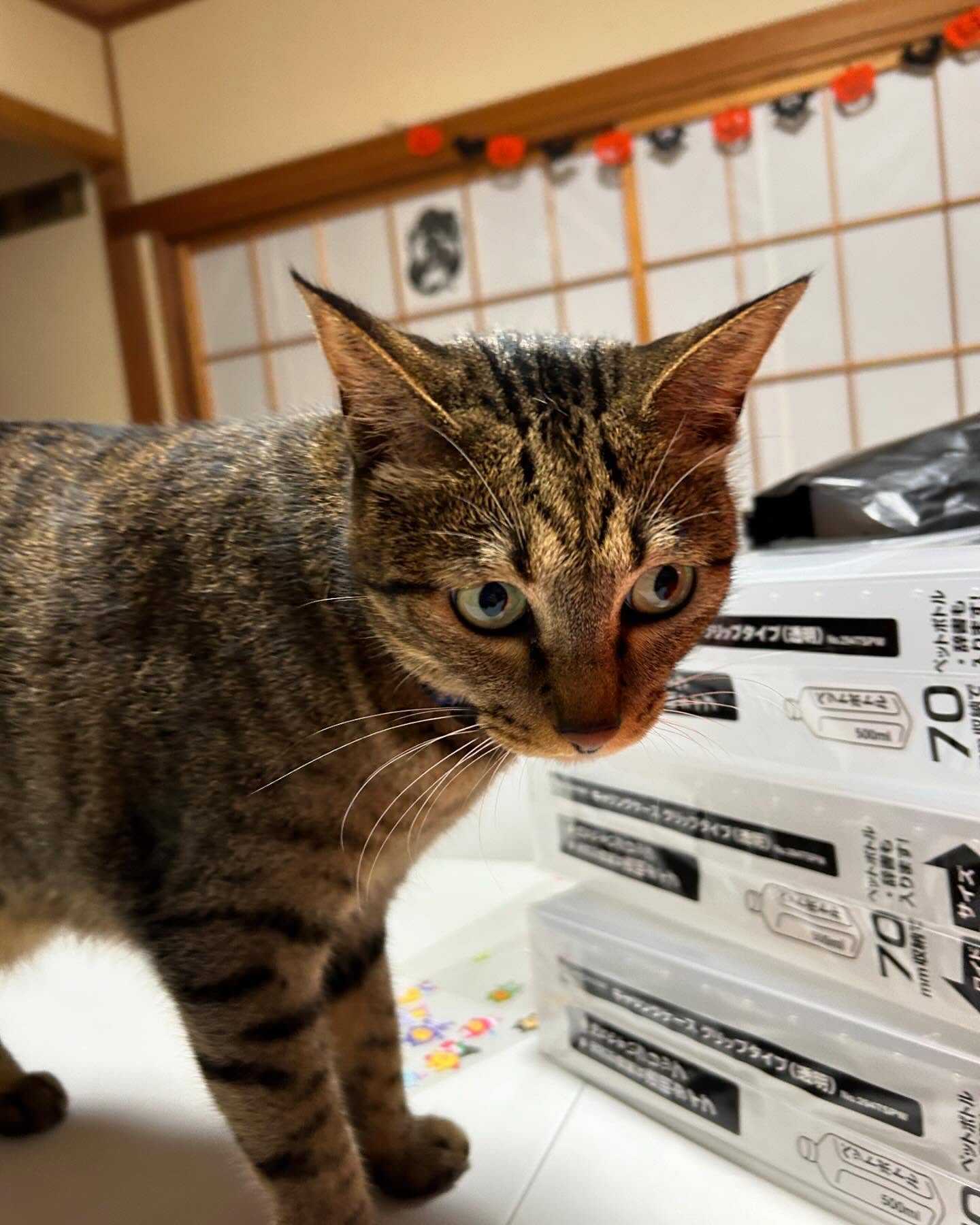 Nefer is helping me prepare for Halloween parties starting at the end of this week for my students. I’m already tired 😴 😂
#teacherslife #eslteacher #esljapan #cathelper #stickershop #kawaiicat #cutestickers #kawaiiillustration #kawaiistickers かわいいグッズ #かわいいステッカー #ステッカー #かわいいシール #かわいい猫 #猫かわいい #イラストレーター #かわいいイラスト