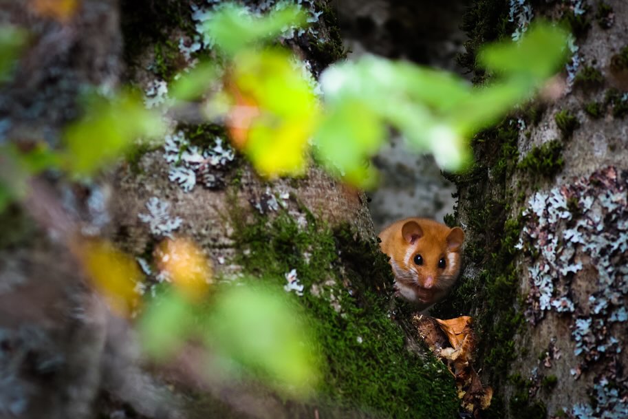 Capturing the magic of Abruzzoās beech forests this autumn š We experimented with double exposures to merge the crisp details of the leaves with a softer, ethereal layer. But the true highlight? A chance encounter with a Hazel Dormouse! Such a rare creature, even harder to spot than the bear or wolf, it paused in the fork of a tree, looking back at us.
.
.
.
#naturemagic #beechforest #doubleexposure #abruzzoautumn #visitabruzzo #hazeldormouse #wildlifeencounter #forestphotography #autumnvibes #intothewoods #naturemoments #naturelovers #mammals #autumnwatch