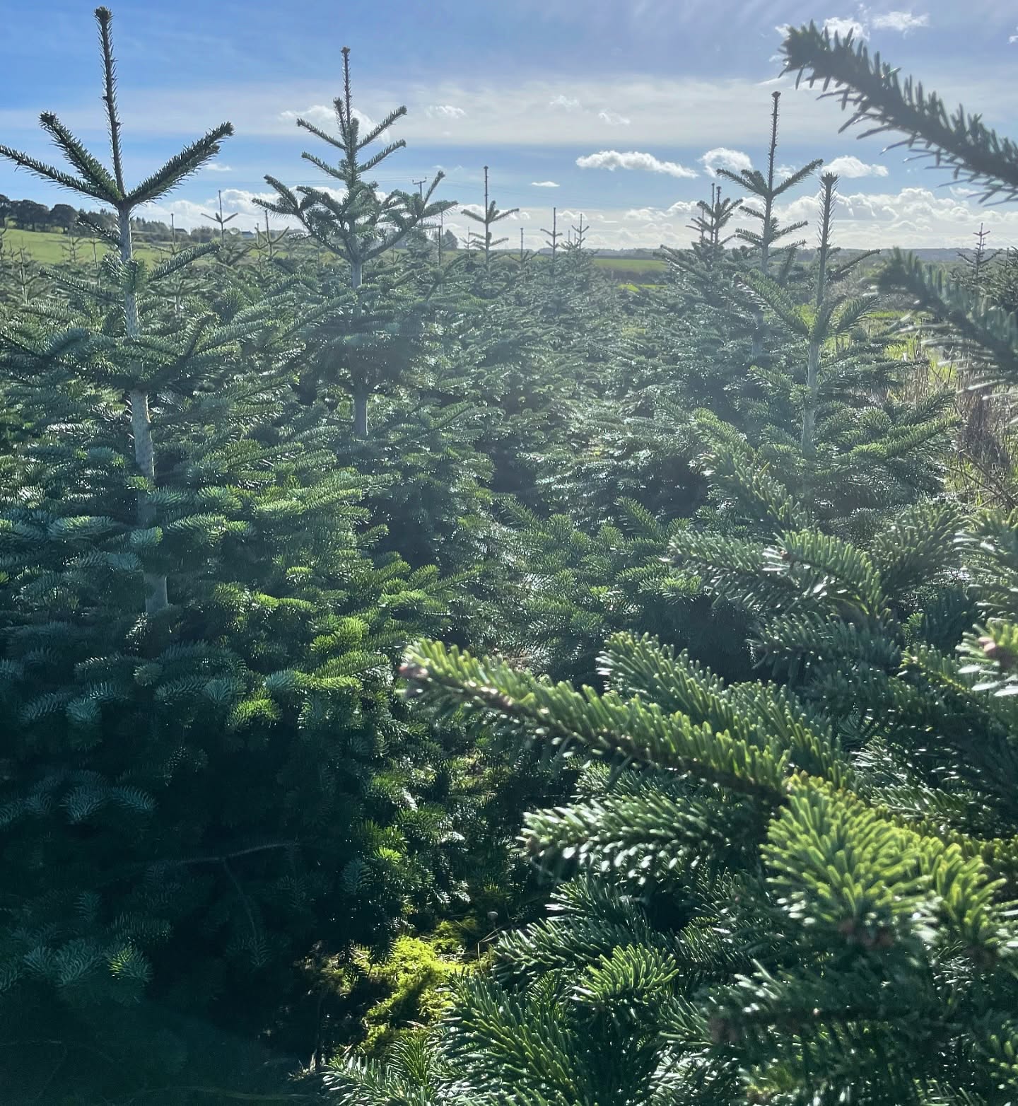 🌟 Our booking system is going live at 7pm TONIGHT at durhamchristmastrees.co.uk 🌟
As with last year, you can book a slot to visit us and choose your tree🎄. Tickets are £5 per vehicle 🚗 and include a £5 voucher which is redeemable against any tree you purchase. For example, if you choose a tree worth £35, it will only cost you £30 at checkout (once you’ve shown us your voucher).
All tickets are non-refundable and slots are non-transferable once booked.
HOW TO BOOK YOUR SLOT TO VISIT US
1. Please visit the website: www.durhamchristmastrees.co.uk
2. Go to the ‘Book Online’ page
3. Select a date and time
4. Add your details
5. Go to payment
6. You will receive email confirmation. A £5 voucher will be sent via a second email, this entitles you to £5 off your tree purchase (bring this voucher with you on your visit)
One month to go 📆⏳🎄
#outdooractivities #locallysourced #freshlycut #pickyourown #PYO #durham #christmastrees #northeast #durhamchristmastrees #heughhallfarm #smallbusiness #christmasiscoming #nordmann #fir #norway #spruce