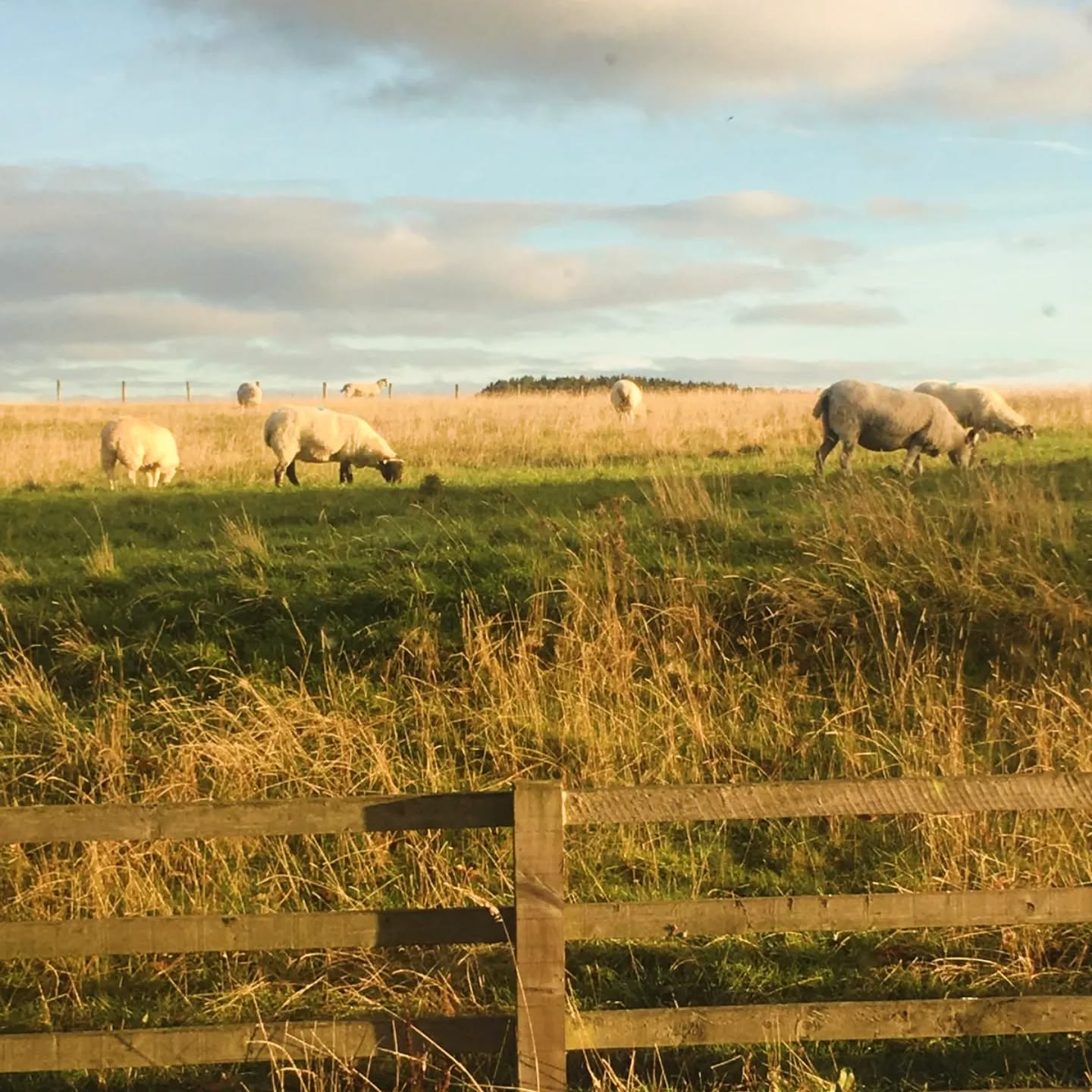 Our neighbours saying good morning in the back garden of Cronkley Cottage 🐑🐑🐑
#holidaylet #visitnorthumberland #northumberland