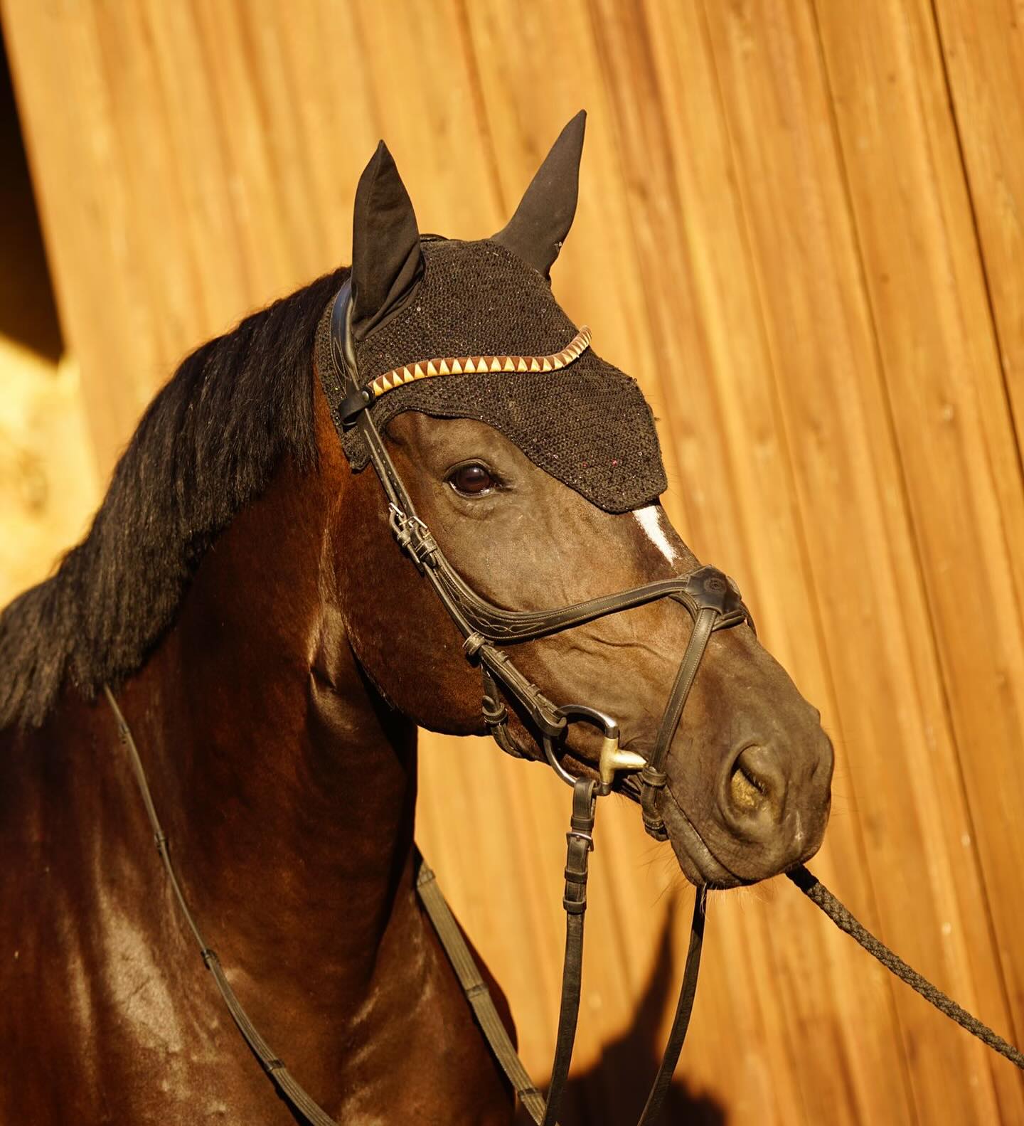 Golden October 🤩🌻🎃🍁☀️
Geschwungener Stirnriemen in Samt Braun und Satin Gold 💛😮💨
Passt absolut perfekt zum goldenen Herbst! 🍂
www.happy-jumper.com
#stirnriemen #stirnriemenglitzer #stirnriemenliebe #browbands #horseriding #pferdemädchen #pferdeliebe #equestrianphotography #handmade
#happyjumpersuitsyouup #happyjumpercom #handmadeimrheinland
