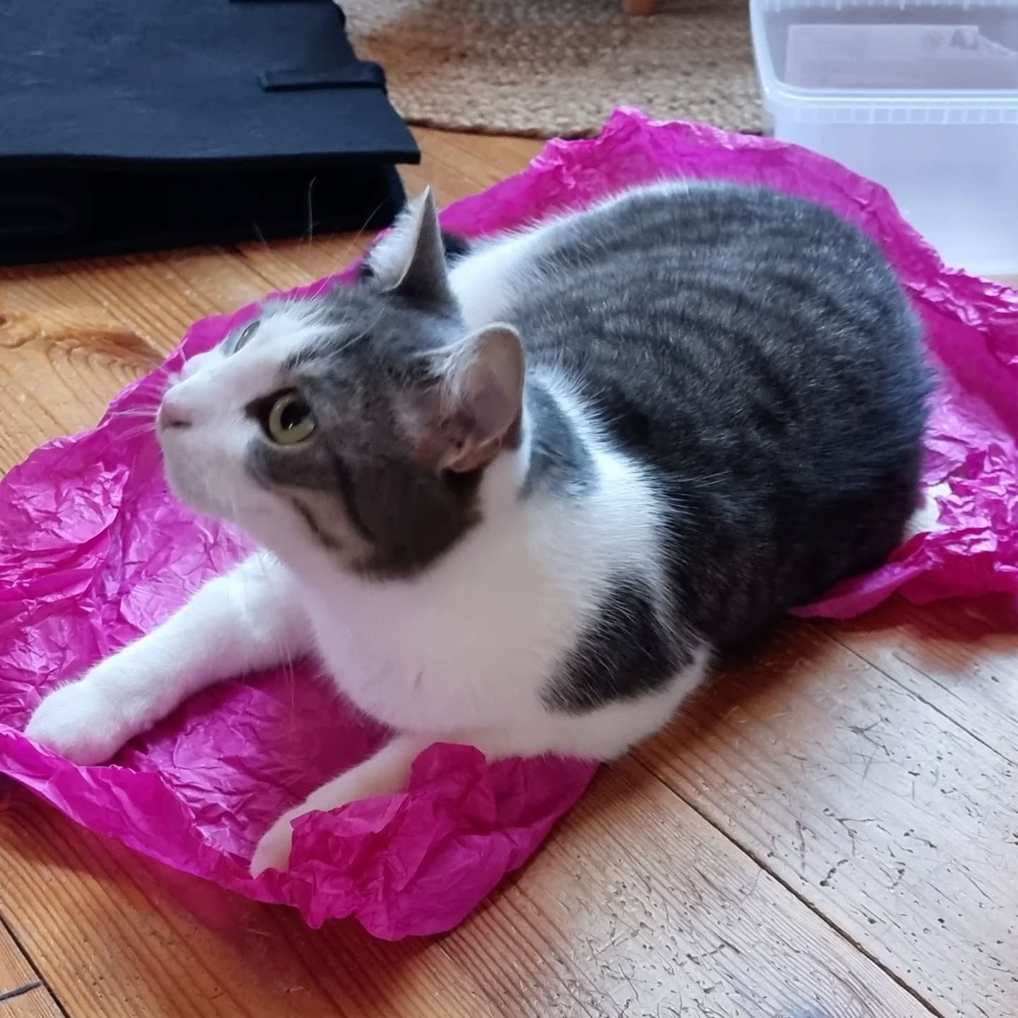 Rokki Hauholta osallistuu #agriakissakävely @agriakissa
Tehdään hyvää yhdessä! 🐱💙
Kesto: 26.-27.10.2024
Agria Kissakävely on hyväntekeväisyystapahtuma kodittomien kissojen auttamiseksi ja populaatiokissaongelman ennaltaehkäisemiseksi.
Tänä vuonna tapahtuman tuotto lahjoitetaan Vaasan Kissatalolle.
Lahjoitusrahoilla katetaan eläinlääkärikuluja, ostetaan ruokaa ja hoitotarvikkeita sekä hankitaan kissatalon kissoille tunnistusmerkintä ja rekisteröinti.
Agria Eläinvakuutus lahjoittaa jokaisesta tapahtumaan ilmoitetusta kissasta 1 € valitulle hyväntekeväisyyskohteelle. Sinulle osallistuminen on täysin ilmaista!
OSALLISTU NÄIN:
1. Imoittaudu mukaan: https://www.agria.fi/kissakavely
HUOM. Vain rekisteröidyt osallistumiset lasketaan mukaan lahjoituspottiin!
2. Tapahtumaviikonloppuna jaa kuva tai video kissastasi tässä Facebook-tapahtumassa tai Instagramissa hashtagilla #agriakissakävely
Jaamme Kissakävelyyn osallistuvien kuvia tilimme @agriakissa Instagram-tarinoihin tapahtumaviikonlopun aikana.
Ilmoittaudu mukaan ja vinkkaa tapahtumasta myös kaverillesi. Mitä enemmän osallistujia, sen suuremmalla summalla pääsemme tukemaan hädänalaisia kissoja!
LISÄLAHJOITUS:
Mikäli haluat auttaa vielä enemmän, voit tehdä lisälahjoituksen ostamalla Agria Kissakävely -huivin: https://www.agria.fi/kissa/kissakavely/#/lisalahjoitus
Teemme jokaisesta myydystä huivista 5 € lisälahjoituksen lahjoituskohteellemme! Huivin hinta on 10 €, sisältäen lahjoituksen ja postituskulut.