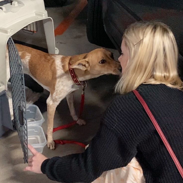 One of life’s perfect moments 🧡
.
Welcome to Europe my beautiful Rupee Mayava 🧡
.
#renuion #dogrescue #rupeemayava #love #lookwhosgrown