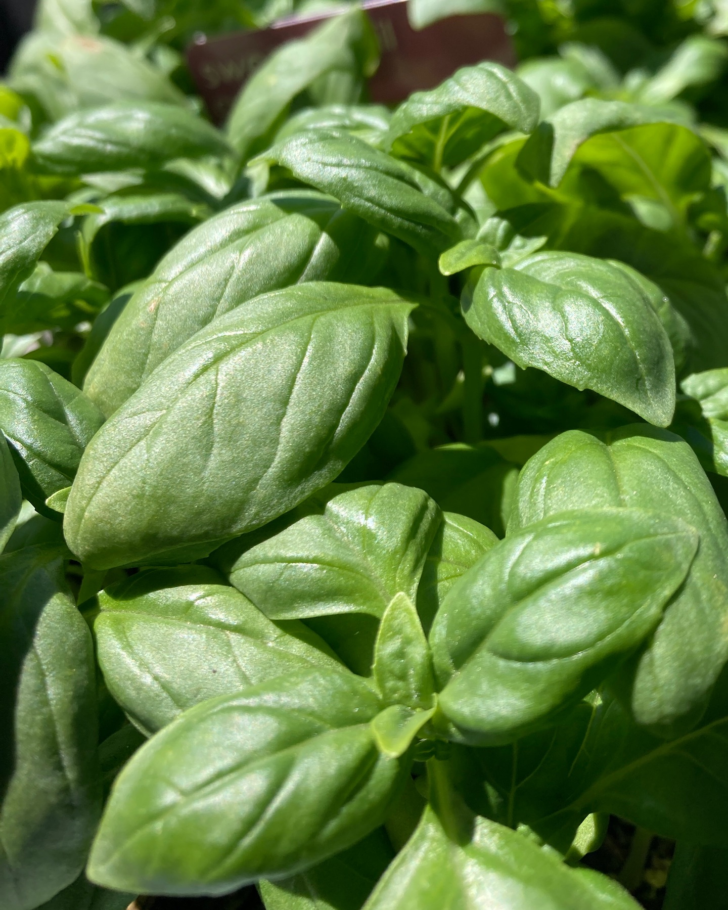 Freshen up those spring salads with our lush selection of herbs. At $6 each or 3 for $15 you’ll be paying marginally more than the supermarket for a gift that keeps on giving (will taste better too)!
🥗🌿🍲
#lygonst #nursery #brunswick #shoplocal #herbs