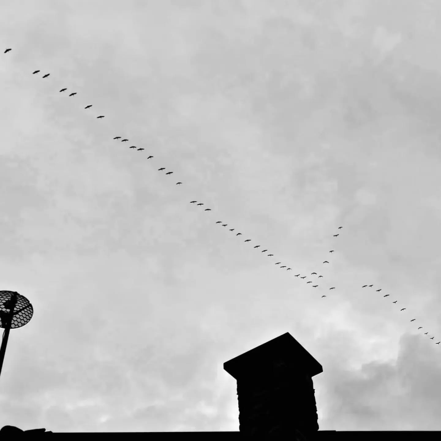 They sounded happy to be on their way to the sun!
#autumn
#birdsmigration
#autumnsky
#monferratounesco