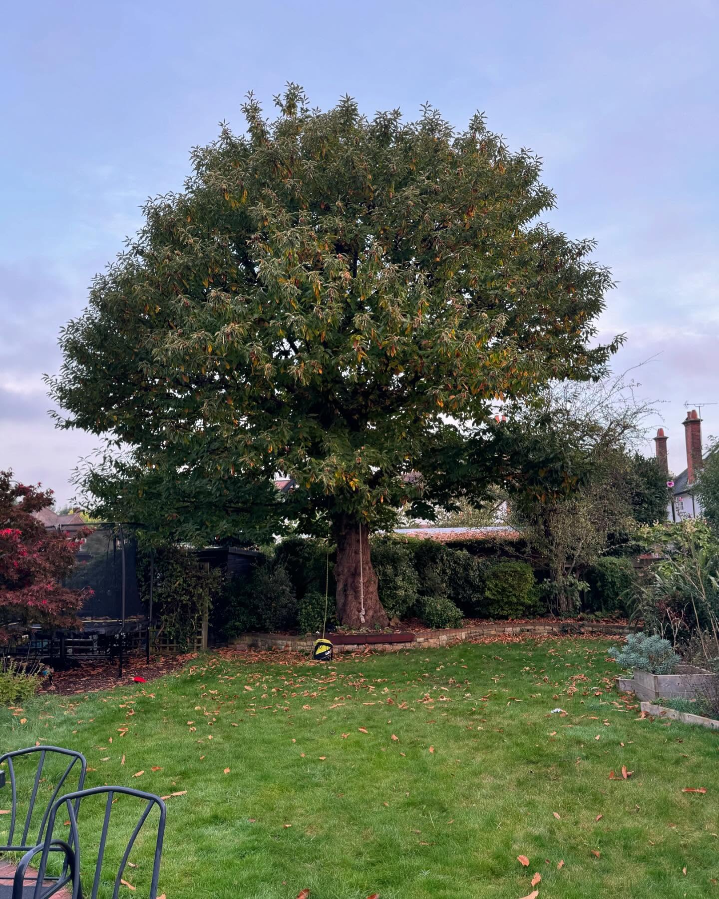 Recent Chestnut reduction for a client in Thames Ditton