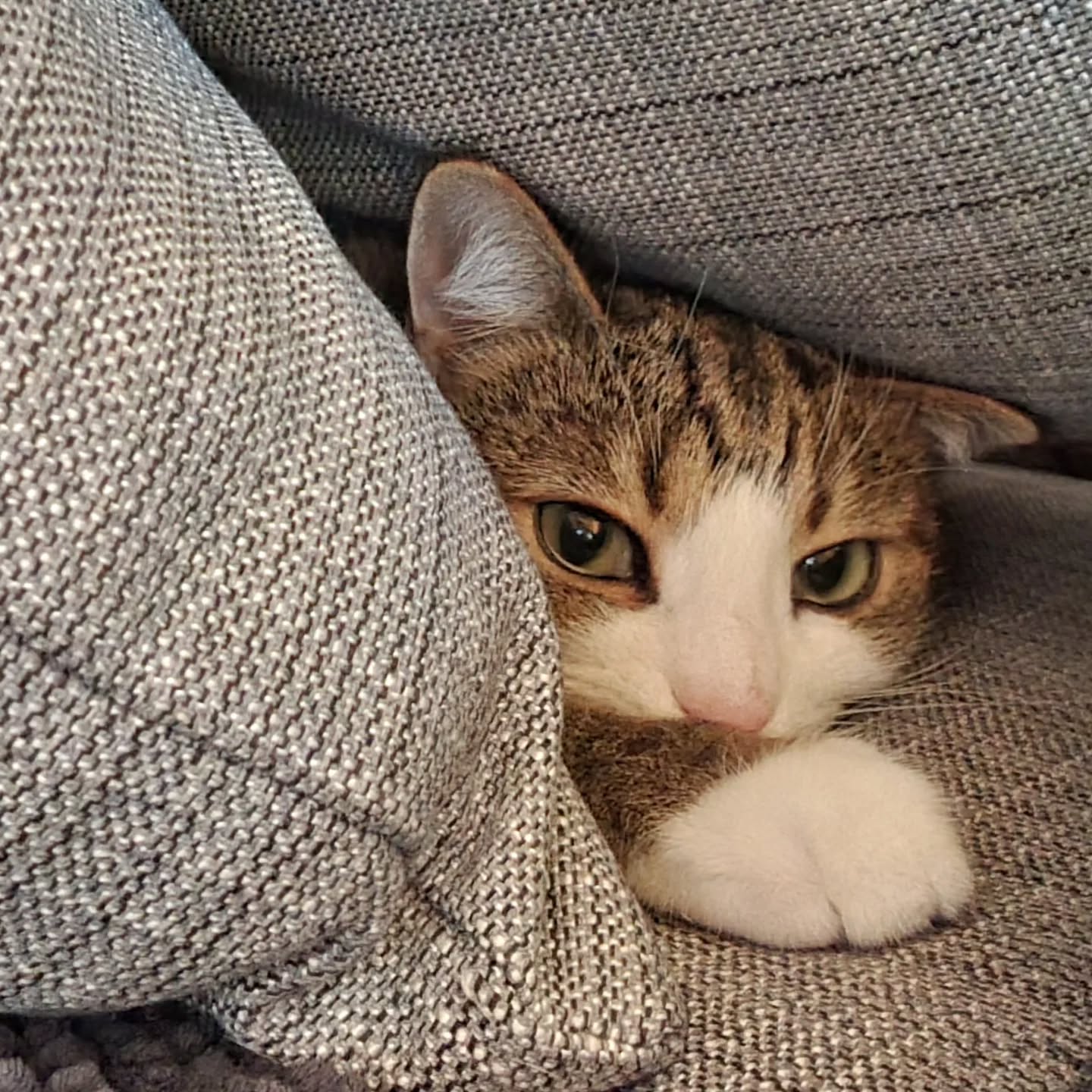 Eetu Hauholta osallistuu #agriakissakävely @agriakissa
Tehdään hyvää yhdessä! 🐱💙
Kesto: 26.-27.10.2024
Agria Kissakävely on hyväntekeväisyystapahtuma kodittomien kissojen auttamiseksi ja populaatiokissaongelman ennaltaehkäisemiseksi.
Tänä vuonna tapahtuman tuotto lahjoitetaan Vaasan Kissatalolle.
Lahjoitusrahoilla katetaan eläinlääkärikuluja, ostetaan ruokaa ja hoitotarvikkeita sekä hankitaan kissatalon kissoille tunnistusmerkintä ja rekisteröinti.
Agria Eläinvakuutus lahjoittaa jokaisesta tapahtumaan ilmoitetusta kissasta 1 € valitulle hyväntekeväisyyskohteelle. Sinulle osallistuminen on täysin ilmaista!
OSALLISTU NÄIN:
1. Imoittaudu mukaan: https://www.agria.fi/kissakavely
HUOM. Vain rekisteröidyt osallistumiset lasketaan mukaan lahjoituspottiin!
2. Tapahtumaviikonloppuna jaa kuva tai video kissastasi tässä Facebook-tapahtumassa tai Instagramissa hashtagilla #agriakissakävely
Jaamme Kissakävelyyn osallistuvien kuvia tilimme @agriakissa Instagram-tarinoihin tapahtumaviikonlopun aikana.
Ilmoittaudu mukaan ja vinkkaa tapahtumasta myös kaverillesi. Mitä enemmän osallistujia, sen suuremmalla summalla pääsemme tukemaan hädänalaisia kissoja!
LISÄLAHJOITUS:
Mikäli haluat auttaa vielä enemmän, voit tehdä lisälahjoituksen ostamalla Agria Kissakävely -huivin: https://www.agria.fi/kissa/kissakavely/#/lisalahjoitus
Teemme jokaisesta myydystä huivista 5 € lisälahjoituksen lahjoituskohteellemme! Huivin hinta on 10 €, sisältäen lahjoituksen ja postituskulut.