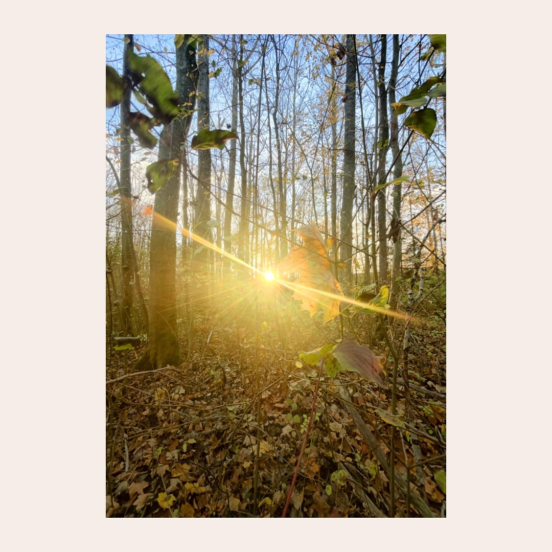 Hallo zusammen!
🌿Neue Woche, neuer Impuls 🌿
„Rückzug ins innere Licht“
Die Hektik des Alltags, der Lärm einer Welt, in der es nur höher, schneller und weiter gibt, überfordert unser Gemüt.
Die konstante Erreichbarkeit, machen es uns schwer, in Ruhe und Stille zu gehen.
Indem die Natur sich jetzt zurückzieht, dürfen auch wir uns zurückziehen.
Wir sehen und spüren das auf verschiedenen Ebenen.
Ein Spaziergang im November hat eine ganz andere Qualität als ein Spaziergang im Mai.
Es ist still.
Lässt das innere Licht in euch strahlen,
Eure Katharina
#rückzug #waldbaden #yoga #auszeit #ruhe #ruhegenießen