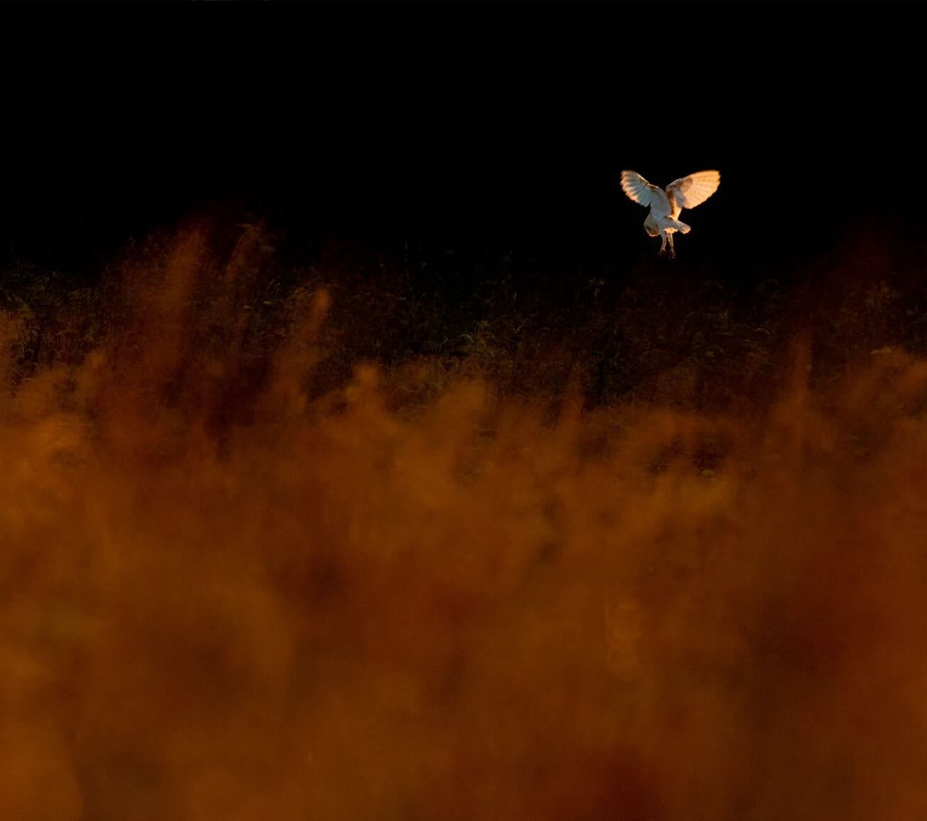 Phantom of the moors š¦ Out at Yorkshireās Bempton Cliffs at dusk, I found myself face-to-face with a barn owl, floating silently like a ghost against the darkening sky. The setting sun cast a blazing glow across the grasses. Underexposing brought out fiery hues while lighting the owl.
.
.
#halloween #barnowl #ghostofthereeds #naturephotography #wildlifewednesday #spookyseason #owlmagic #nocturnalbeauty #owlsofinstagram #autumnwildlife #naturethrills @rspb_bemptoncliffs #natureperfection
