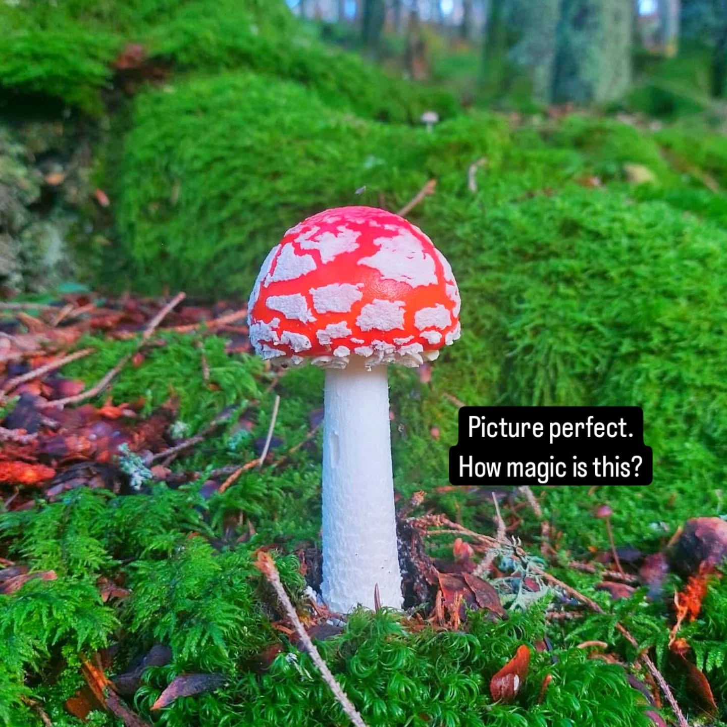 Warm love. The world goes by and small miracles thrive. Taking a pic in my mind. World of magic.