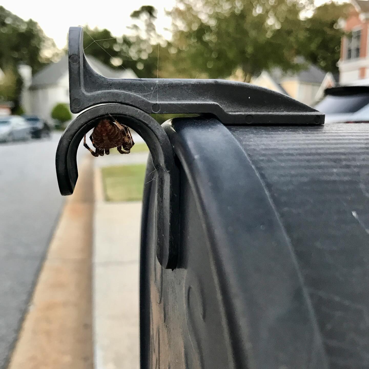 This needs no caption, right @atlsluggo ?
Happy Halloween !!!🕷️🕸️
#halloween #outdoorliving #landscapedesign #spider #spooky