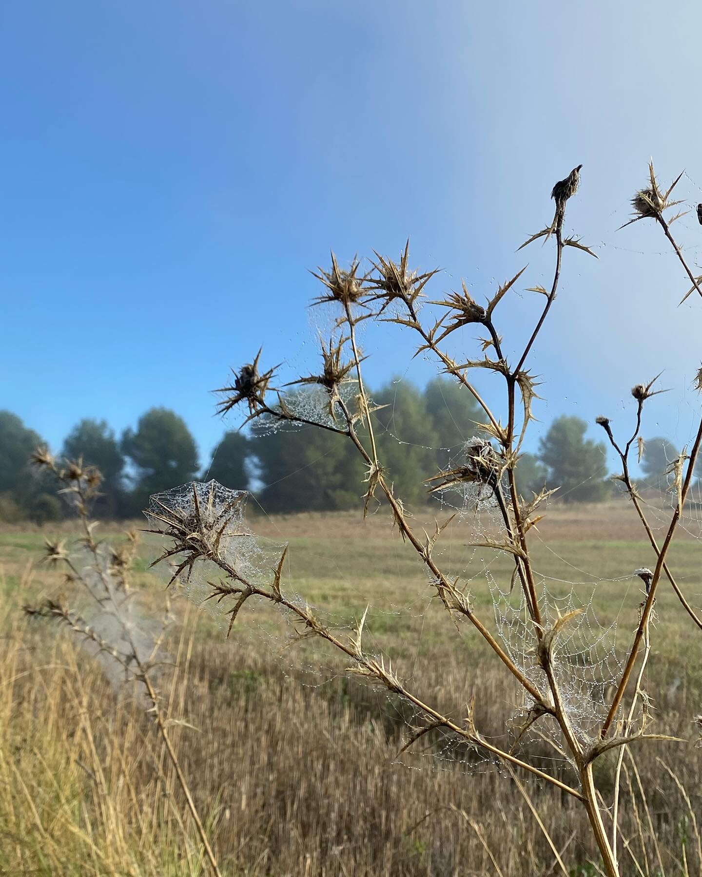 🧘♀️ Yoga at Perranporth Promenade Rooms 🧘♂️
Starting 13th November for 6 weeks, join me for a yin-based yoga journey designed to nourish and ground you through the autumn and into winter.
Yin is a slower, meditative practice that involves holding postures for longer periods to target deep connective tissues. This practice encourages relaxation, enhances circulation, and helps with flexibility—ideal for the colder months when our bodies crave warmth and grounding.
As nature slows down, Yin yoga helps us turn inward, fostering a sense of balance and calm during the darker months. This practice is perfect for reducing seasonal stress and preparing the body and mind for the season.
We’ll finish just before Xmas , after which I’ll pause weekly classes to focus on upcoming workshops—and preparing for new little one! so keep eyes peeled for info on pop ups, day retreats and workshops.
Secure your spot through the usual Bookwhen links, or message me for details. Let’s come together for a mindful transition into winter! #yinyogapractice #slowingdown #yogacornwall #pregnantyogateacher #autumnwinterseason