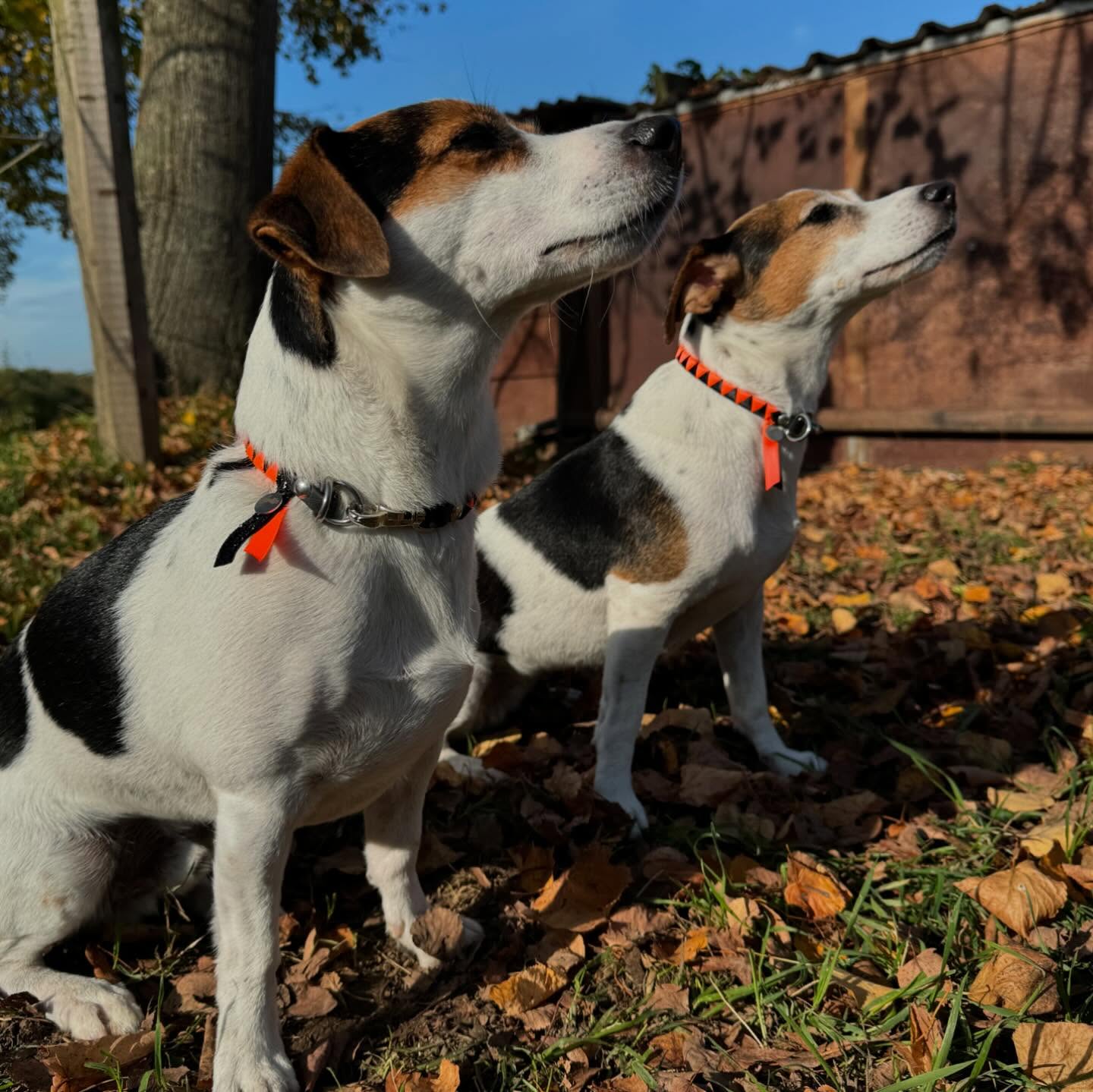🎃 Halloween 👻
Morgen ist es wieder so weit - Berti und Lotte haben sich schon schick gemacht 🧡🖤
Bei der Frage „Süßes oder Saures“ gibts von uns auf jeden Fall was süßes für die beiden 🫠🥰
Ihr könnt euch die Hundehalsbänder in euren Wunschfarben zusammstellen!
www.happy-jumper.com
#hundehalsband #halloween #doglove #hundeliebe #jackrussell #halloweenkostüm #halsband #dogcollar #hund #minihund #süßesodersaures #orange #handmadewithlove #handmadeimrheinland #happyjumpersuitsyouup #happyjumpercom