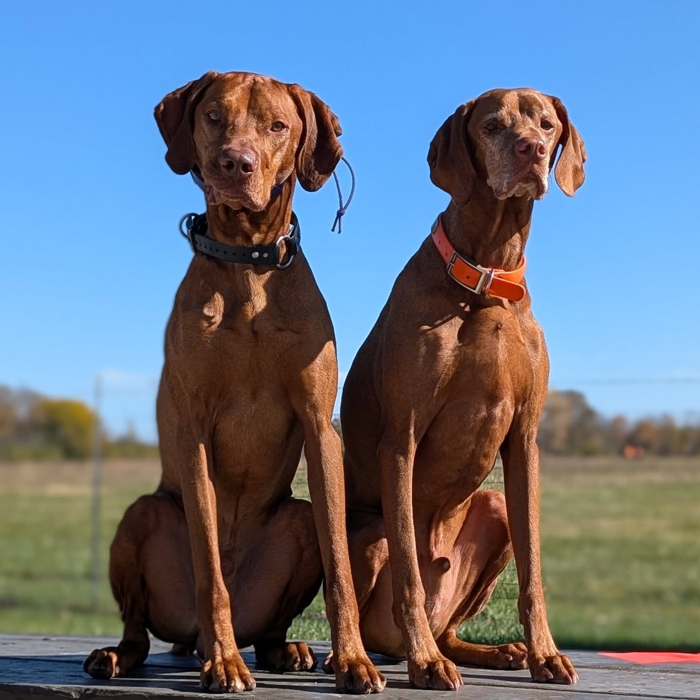 The boys are back 🤩
.
Enjoying a training day with friends before IL pheasant season opens.
#vizslasofinstagram #vizslalife #vizslagram #vizslapuppy #vizlsalove #vizslasofchicago #ilovemyvizsla #birddog #pointingdog #huntingvizsla #birddogtraining #bestboys