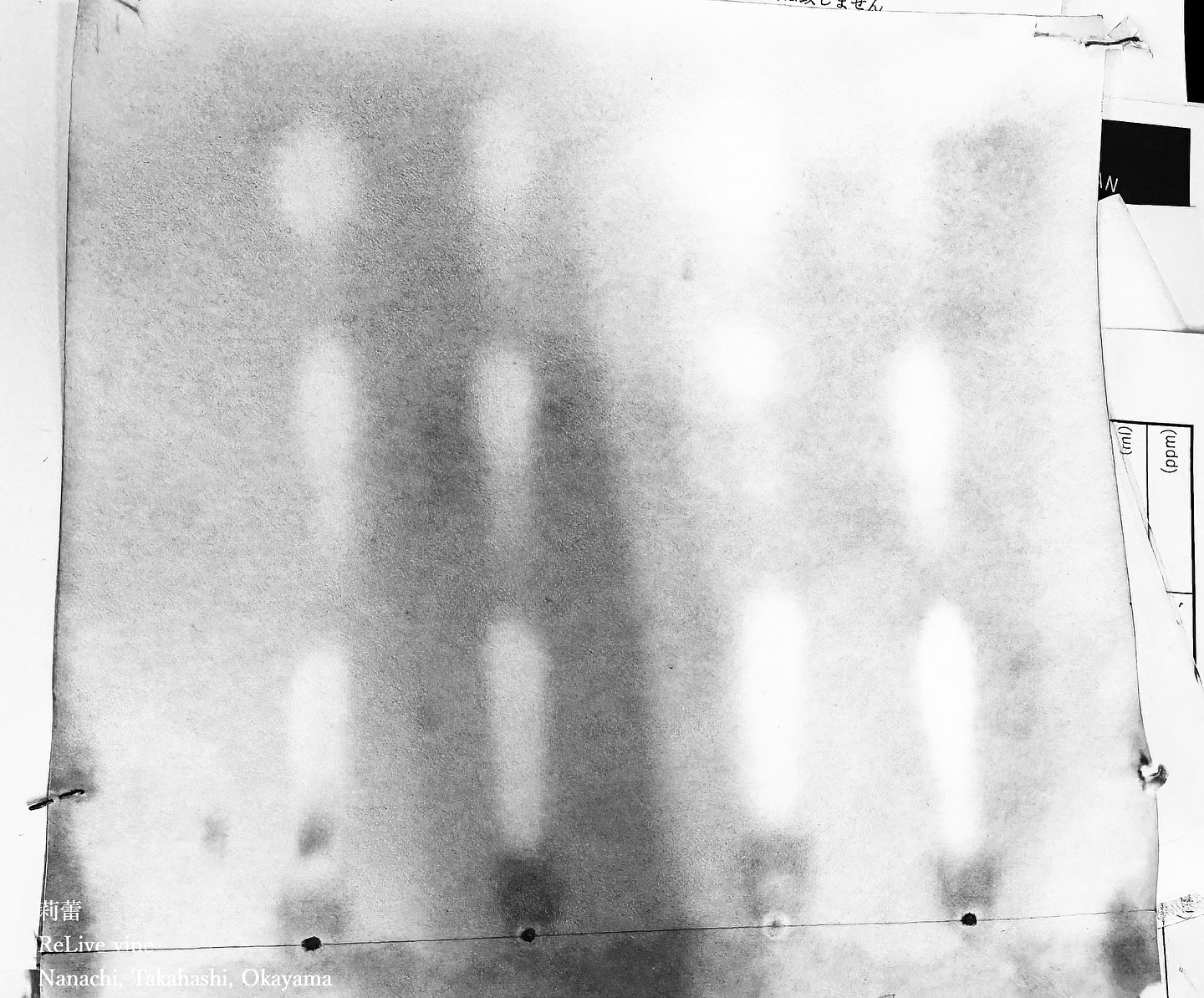 _l’action des bactéries lactiques
ペーパークロマトグラフィで総酸の内訳を見ています。下から酒石酸、リンゴ酸、乳酸の順で、大きさ(長さ)を見て含有量を判断できます。乳酸菌の働きによって、リンゴ酸が乳酸になるMLFという工程がどのぐらい進んだのかをチェックします。リンゴ酸が乳酸に変わるとCOOH(酸)が1つ無くなるのもあって、尖った酸っぱさのあったワインが、まろやかな味に変わります。微生物たち、菌たち、すごいです、すごいです。
Using paper chromatography to analyze the breakdown of total acidity, tartaric acid, malic acid, and lactic acid appear in order from the bottom, with length indicating their concentration. By observing the malolactic fermentation (MLF) process, in which lactic acid bacteria convert malic acid to lactic acid, the progress of this process can be checked. When malic acid turns into lactic acid, one COOH (acid group) is removed, transforming a wine with sharp acidity into a smoother taste. Microorganisms and bacteria are incredible—truly amazing!
【莉蕾|ReLive vine】
岡山県高梁市でぶどう農家をしている @itsuki_ll が、ワインの風景を歩んでいく日々を記録。現在樹齢と研修一年目。蕾から美しい花が生まれるように、いつの日か、この日々が、ワインやその先の風景に繋がっていくようにという祈りを込めて「莉蕾(りらい)」と名付けた。
ReLive vine with @itsuki_ll documents the daily life of a grape farmer in Takahashi City, Okayama, Japan, as they walk alongside wine. Currently in the first year of both vine age and training, the hope is to one day create grapes and wines that evoke the memory of the landscape. With a prayer that this will eventually lead to an unrecognizable landscape, the endeavor was named "ReLive vine".
#ワイン #農家 #醸造 #ぶどう #農業 #自然 #秋田犬 #甲斐犬 #岡山 #日本の風景 #Wine #Winemaking #Grapes #Farming #Nature #Akita #KaiKen #JapaneseLandscape #Vin #Vinification #Raisin #Agriculture #ChienAkita #ChienKai