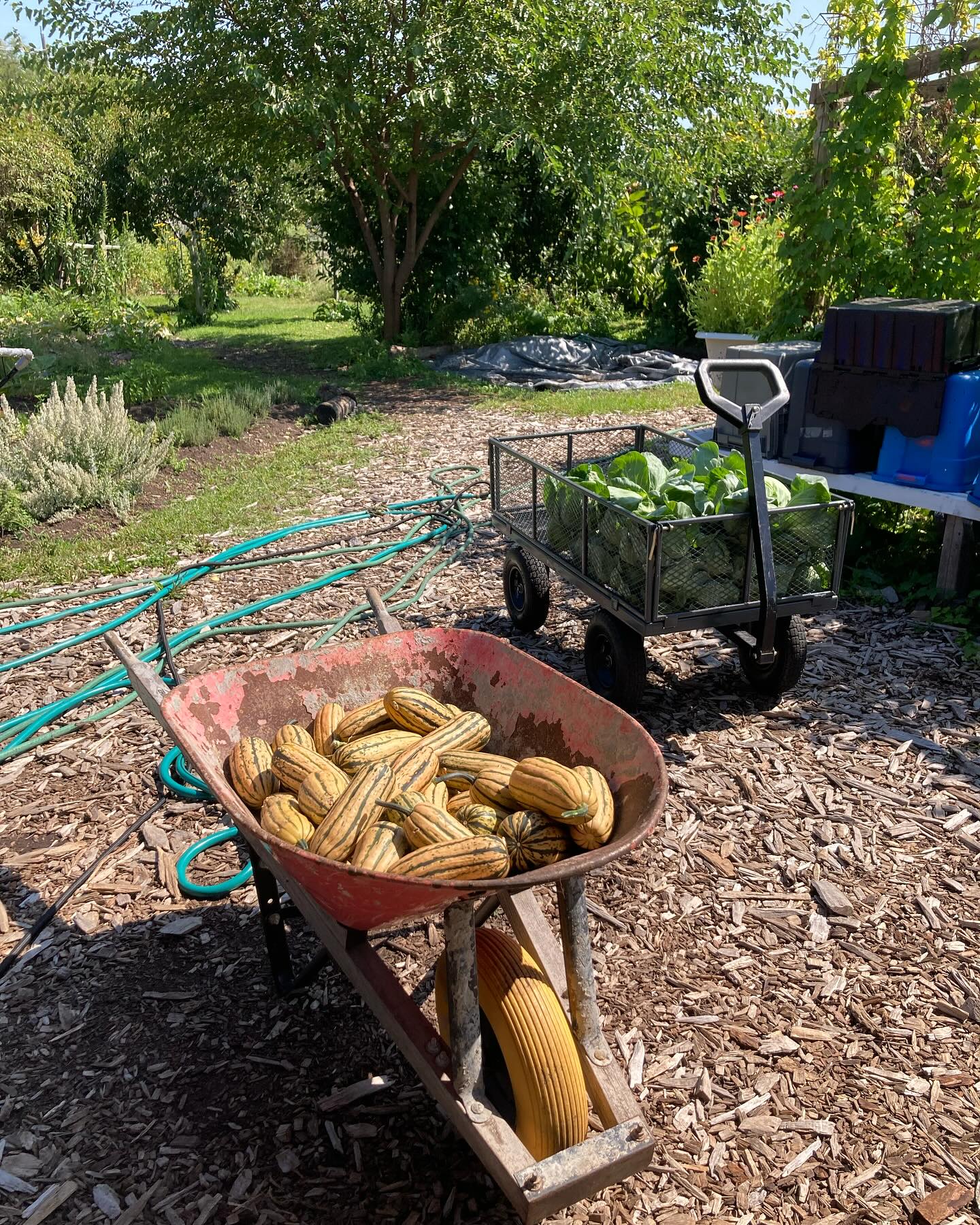 Did you know? Our Grow-to-Learn program has produced and distributed over 100,000 pounds of fresh produce since 2012! 🍅🥕 Together, we can make a difference. #PACTGrowToLearn #SustainableLiving