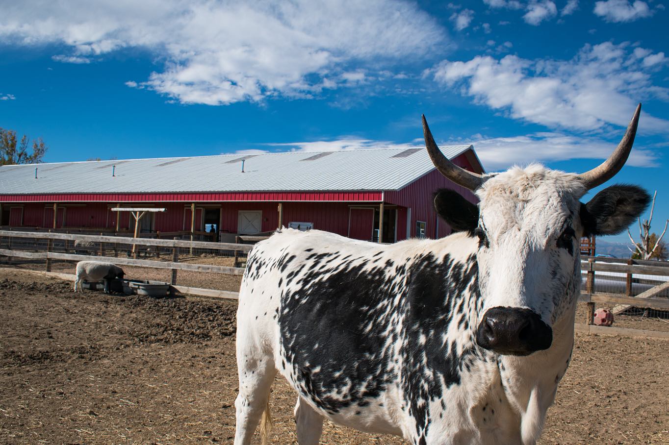 On my first visit to @luvinarms I learned that Laxmi—also known as Mimi—runs the show. I don’t play favorites, but Laxmi has a certain something about her. Perhaps it’s because her life could have been much different as a female cow caught in the harmful practices of the dairy industry. Instead, her mama, Devi, was in a safe space when she gave birth to Laxmi nearly three years ago. They are both so fortunate to spend their days in each other’s company.
This post isn’t about the terrible realities of dairy; it’s about celebrating a much happier outcome for Laxmi and her mama, who was resting behind the scenes after a medical procedure. I was delighted to see Laxmi strolling under the blue skies, being doted on by the Luvin’ Arms staff and volunteers, and just getting to be herself. What a gift.
✨🖤✨
#laxmi #ahimsa #farmsanctuary