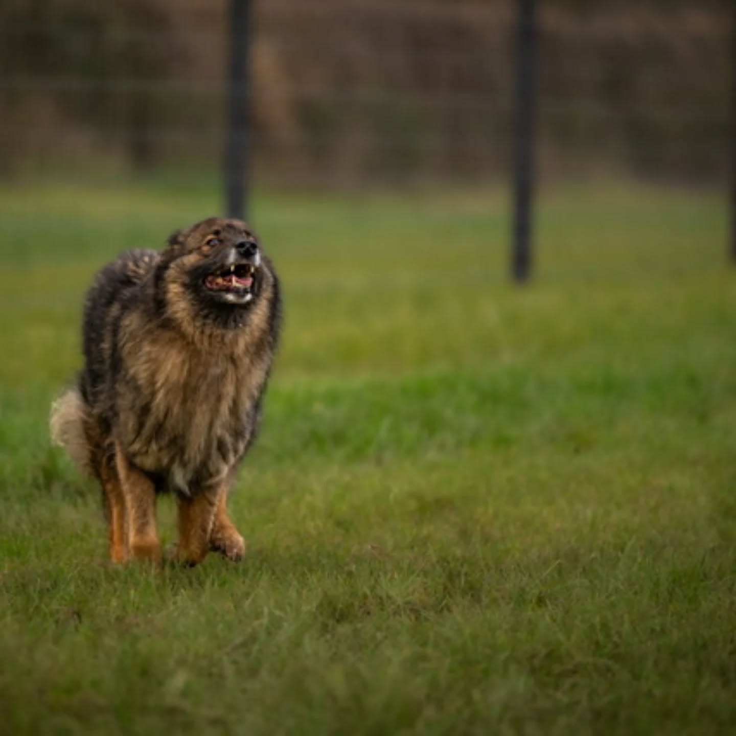 Did you know? 🐾👀
That 'The Zoomies' have a fancy name. Frenetic Random Activity Periods (FRAPs). FRAPs are a way for dogs to release pent-up energy & relieve stress. According to the experts, zoomies indicate that your dog is comfortable and happy in their environment. We witness alot of zoomies at the field, and you can't help but smile to see it!
Here is one of our gorgeous visitors having a run round THE FIELD, the picture was taken by their very talented pawrent 📸 we love it!
#zoomies #dogtraining #BestInFieldEwen #SecureDogField #cirencester