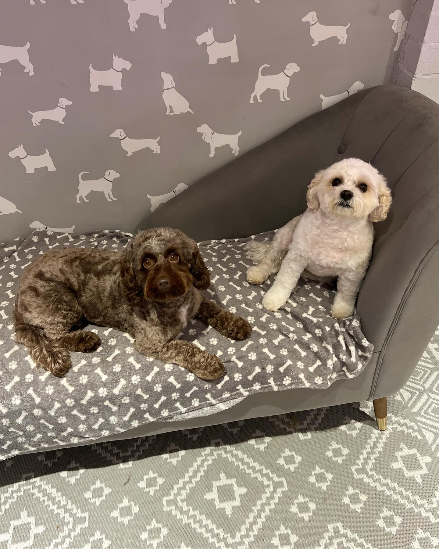 Lou Lou and Izzy 🩷🐾