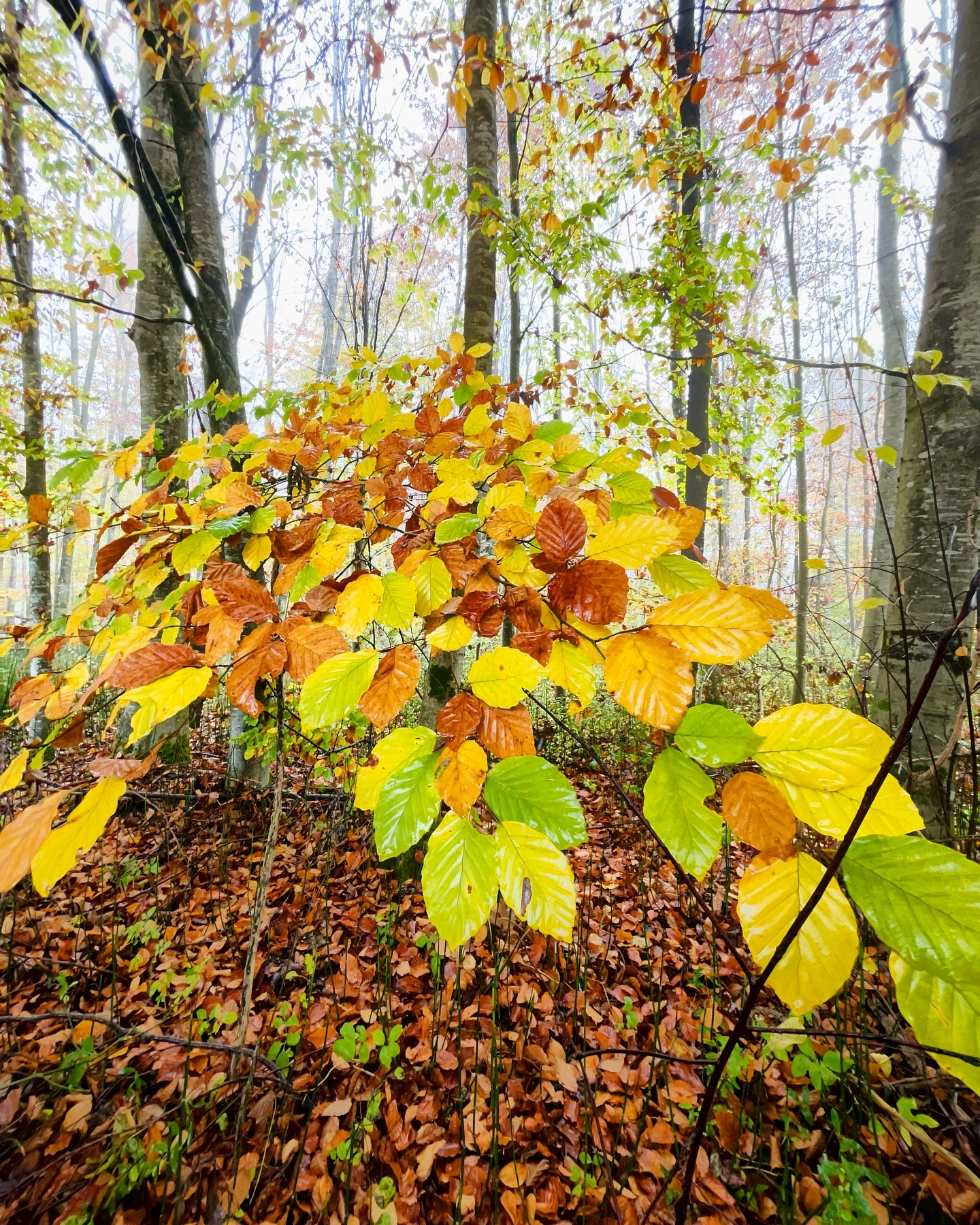 Danke für mein buntes Leben.
Mein Leben ist bunt, meine Gedanken sind bunt, ich gehe bunt durch die Gegend.
Und somit ist auch mein Account hier bunt.
Warum ich euch das heute erzähle?
Weil es immer mehr Einfarbigkeit zu geben scheint und ich möchte, dass es bunt bleibt.
Und jeder, als Follower ist hier willkommen.
Danke, dass hier seit und mich in meinem Sein und in meiner bunter Vielfalt unterstützt. ❤️❤️❤️
Eure Katharina.
#waldliebe #bunteblätter #herbstliebe #freude #lebensfreude #spaßamleben #hobbyfotografie #yogafarben #yogaundnatur #bayernliebe